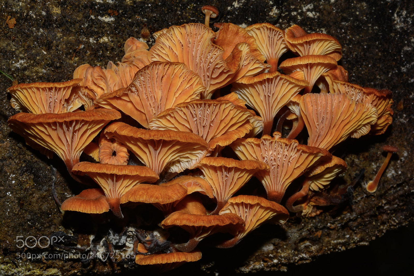 Nikon D7100 sample photo. Mushroom cluster close up photography