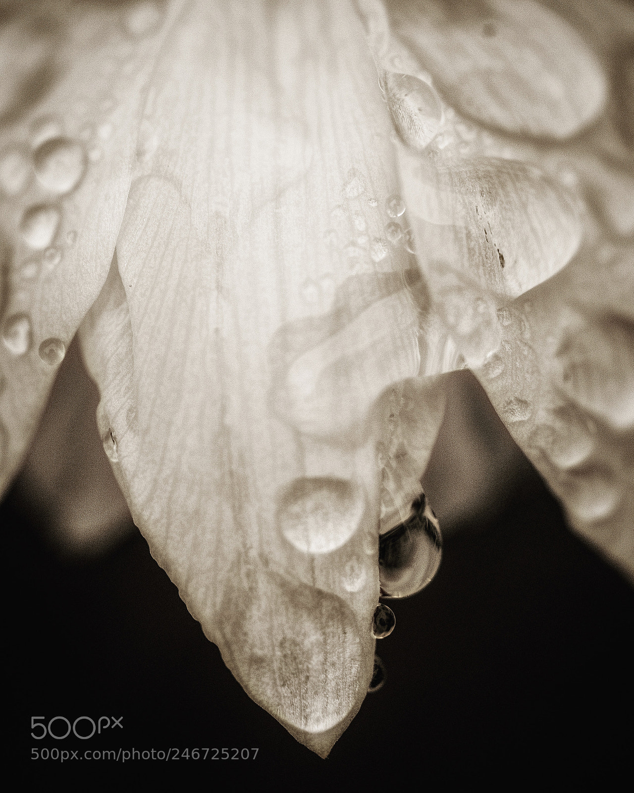 Nikon D810 sample photo. Untitled photography