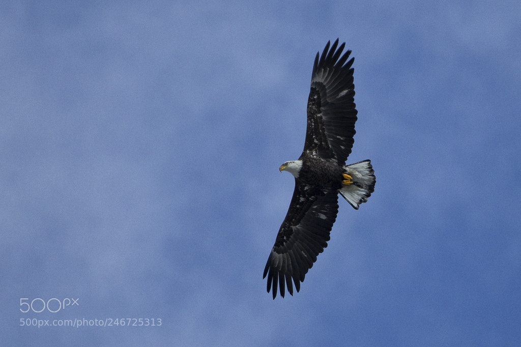 Canon EOS 7D Mark II sample photo. Bald eagle, hudson valley photography