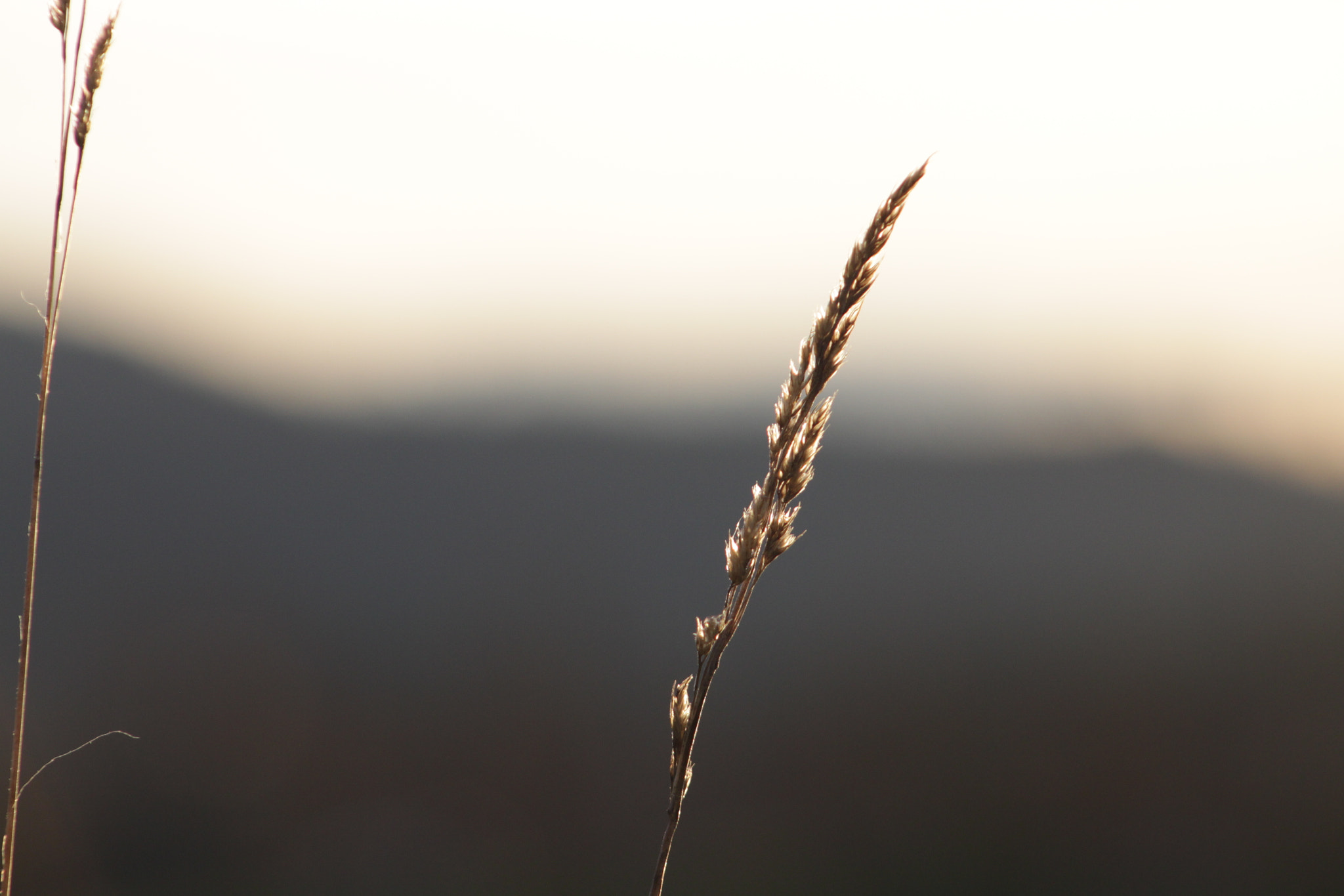 EF75-300mm f/4-5.6 sample photo. Img photography