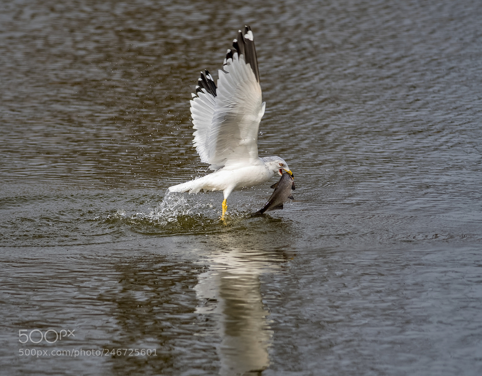 Nikon D500 sample photo. Nice catch photography