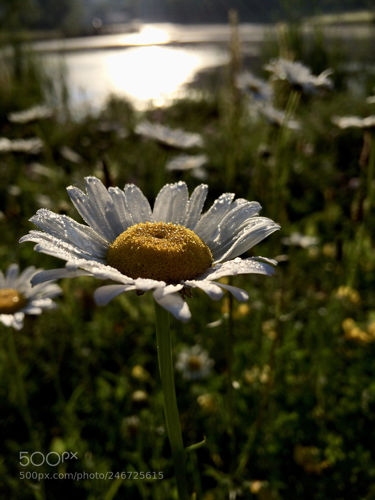 Apple iPhone 5s sample photo. Oh summer, i long photography
