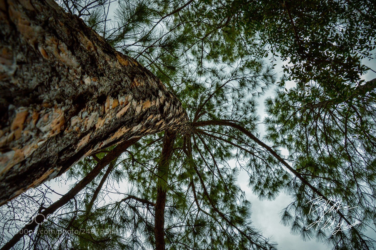 Nikon D3200 sample photo. Tree photography