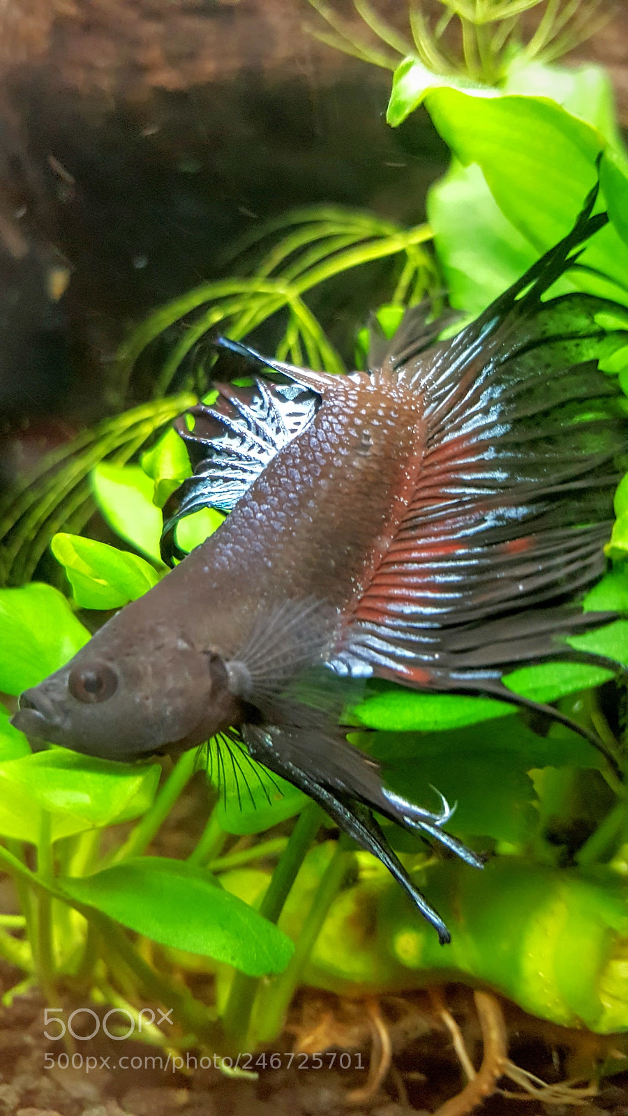 Samsung Galaxy Note5 sample photo. Betta fish photography