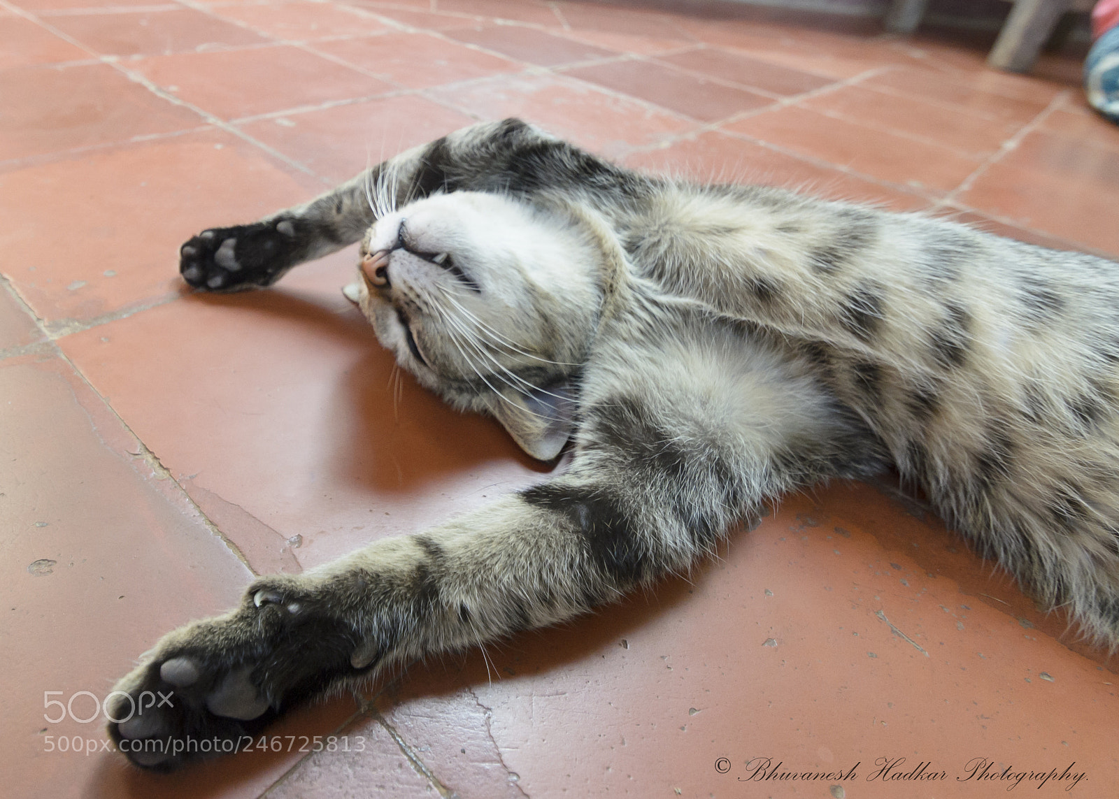 Nikon D5100 sample photo. Lazy cat! photography
