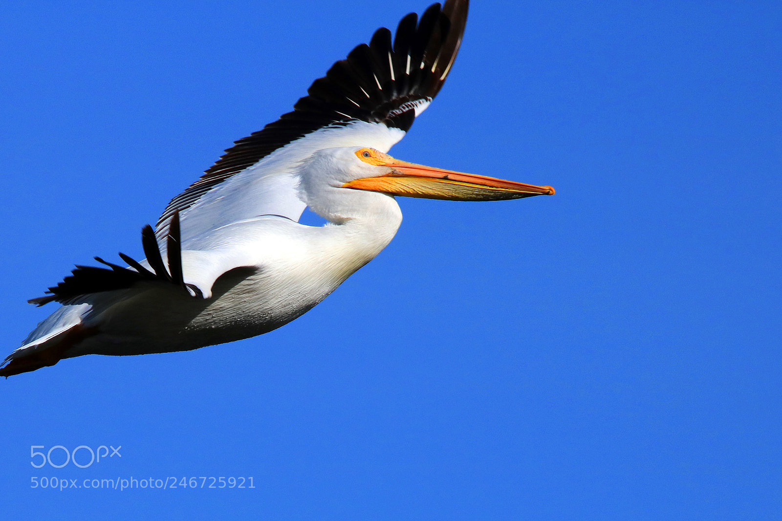 Canon EOS 760D (EOS Rebel T6s / EOS 8000D) sample photo. Soaring photography