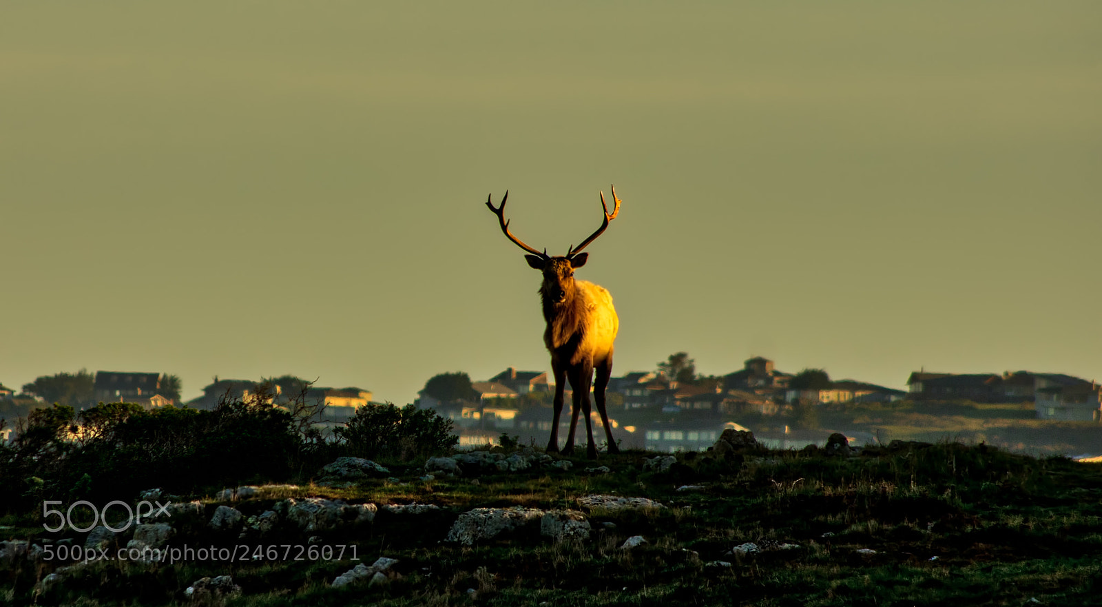 Pentax K-3 II sample photo. Point reyes photography