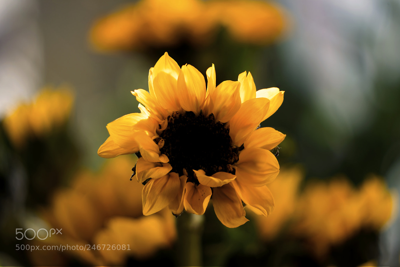 Sony a7R II sample photo. Sunflowers photography