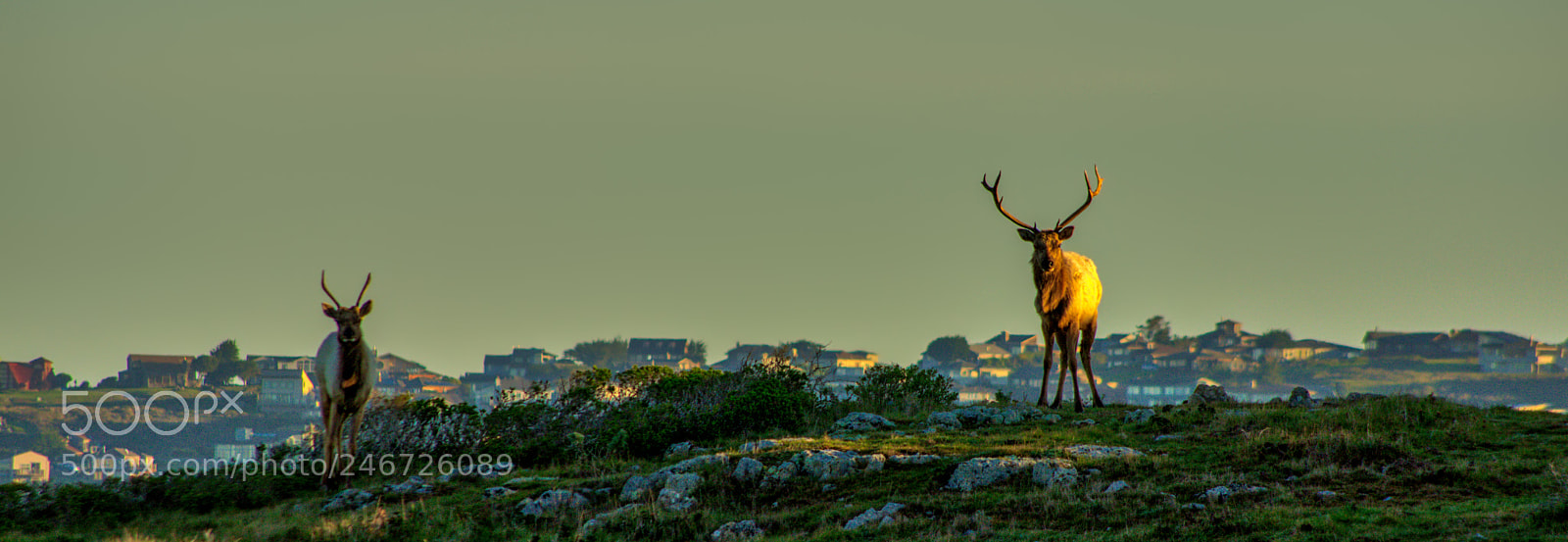 Pentax K-3 II sample photo. Point reyes photography