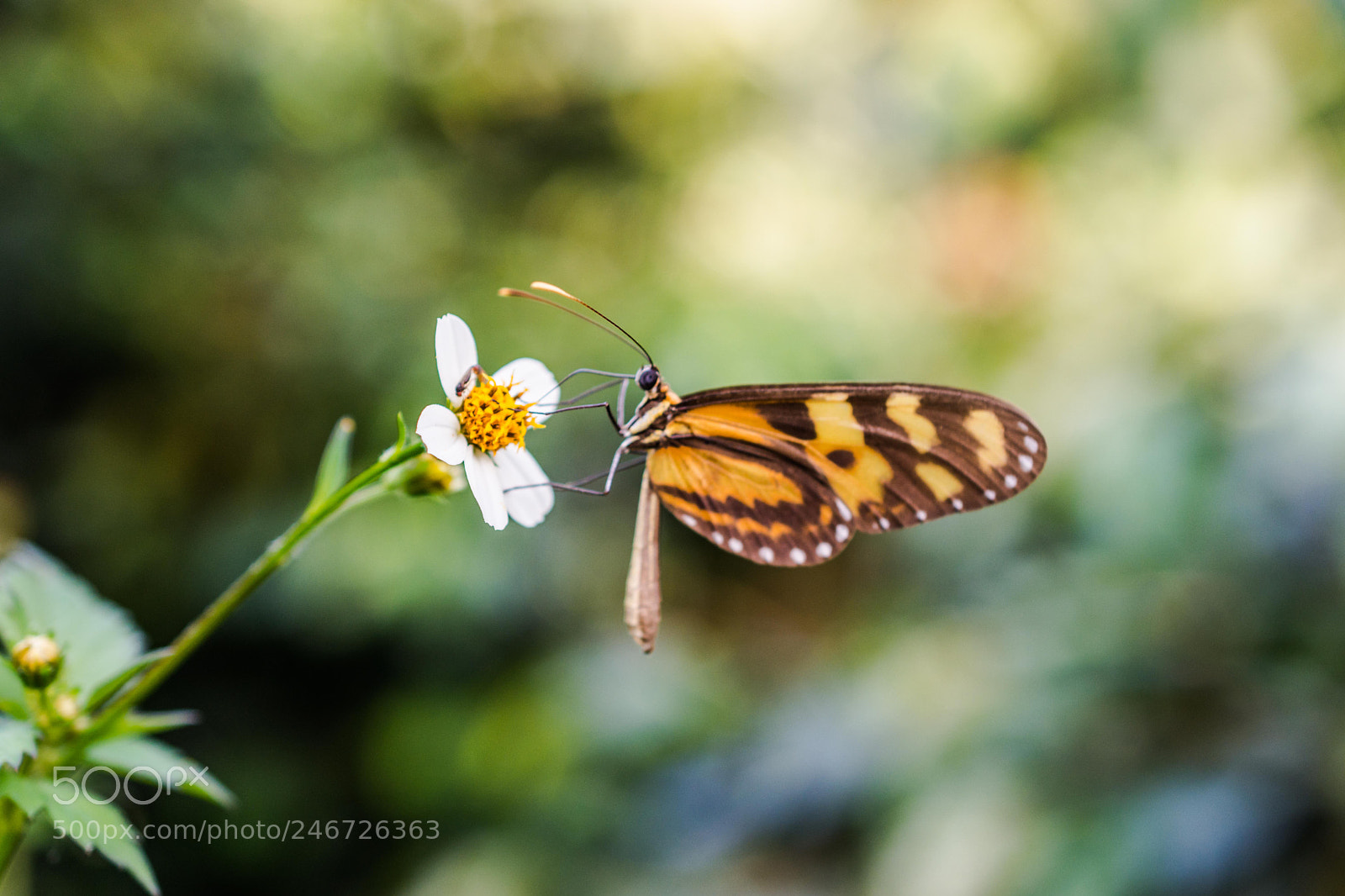 Nikon D7200 sample photo. Edward0rtiz ci - nature photography