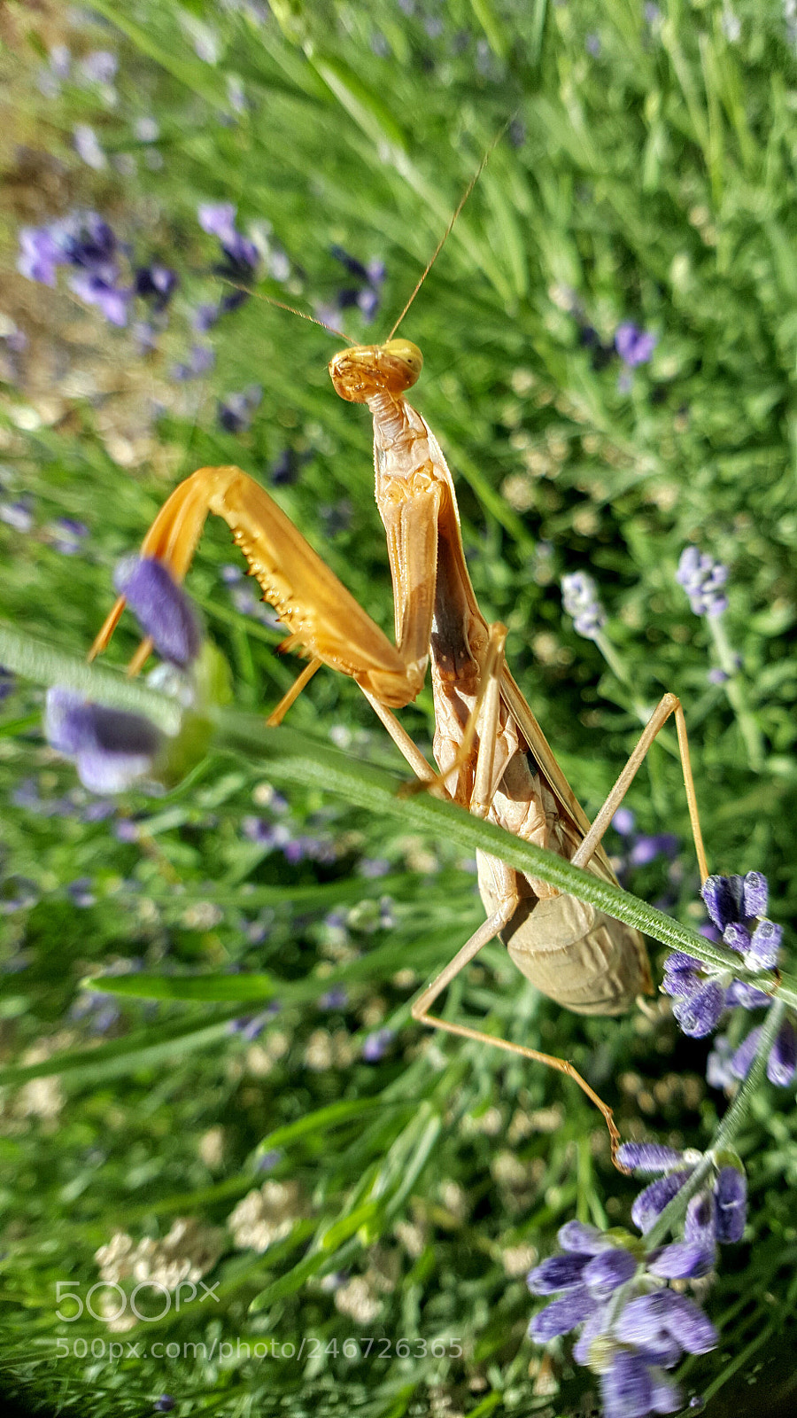 Samsung Galaxy Note5 sample photo. Mantis photography
