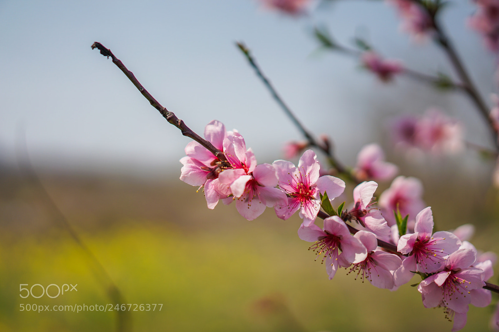 Sony a7 II sample photo. Spring 春天 photography