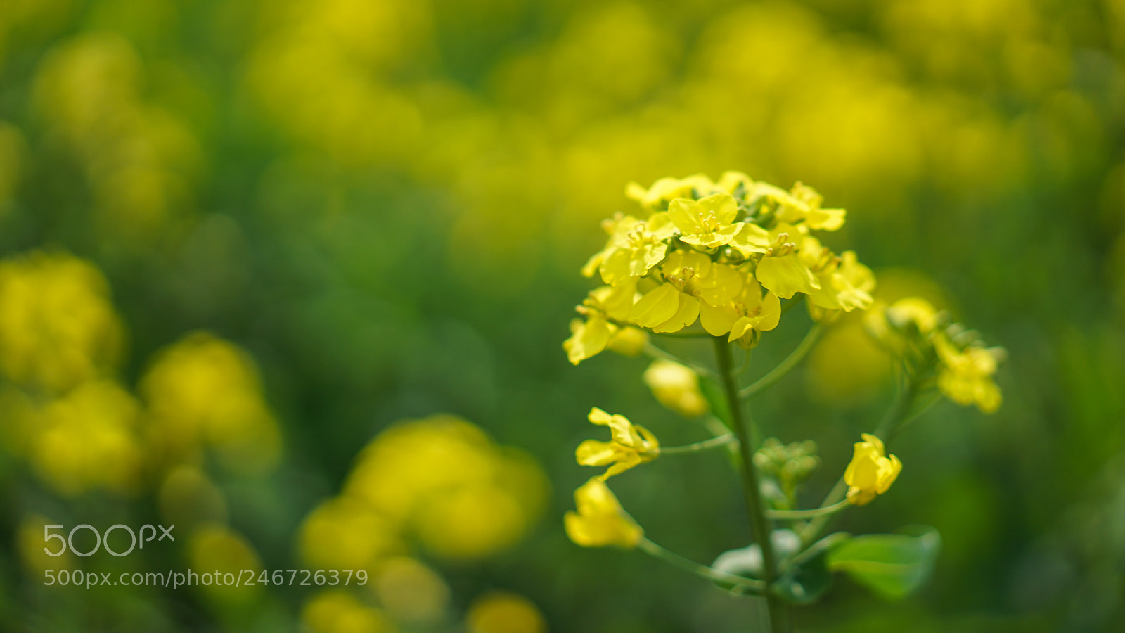 Sony a7 II sample photo. Spring 春天 photography