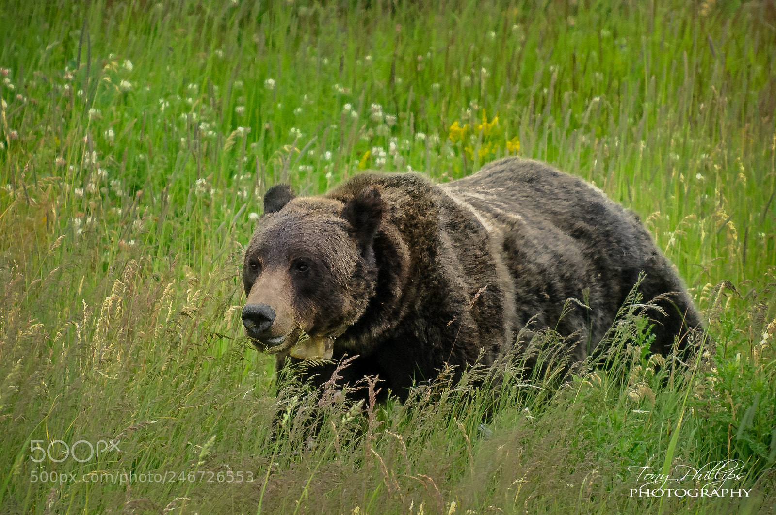 Nikon D300 sample photo. Yellowstone grizzly photography