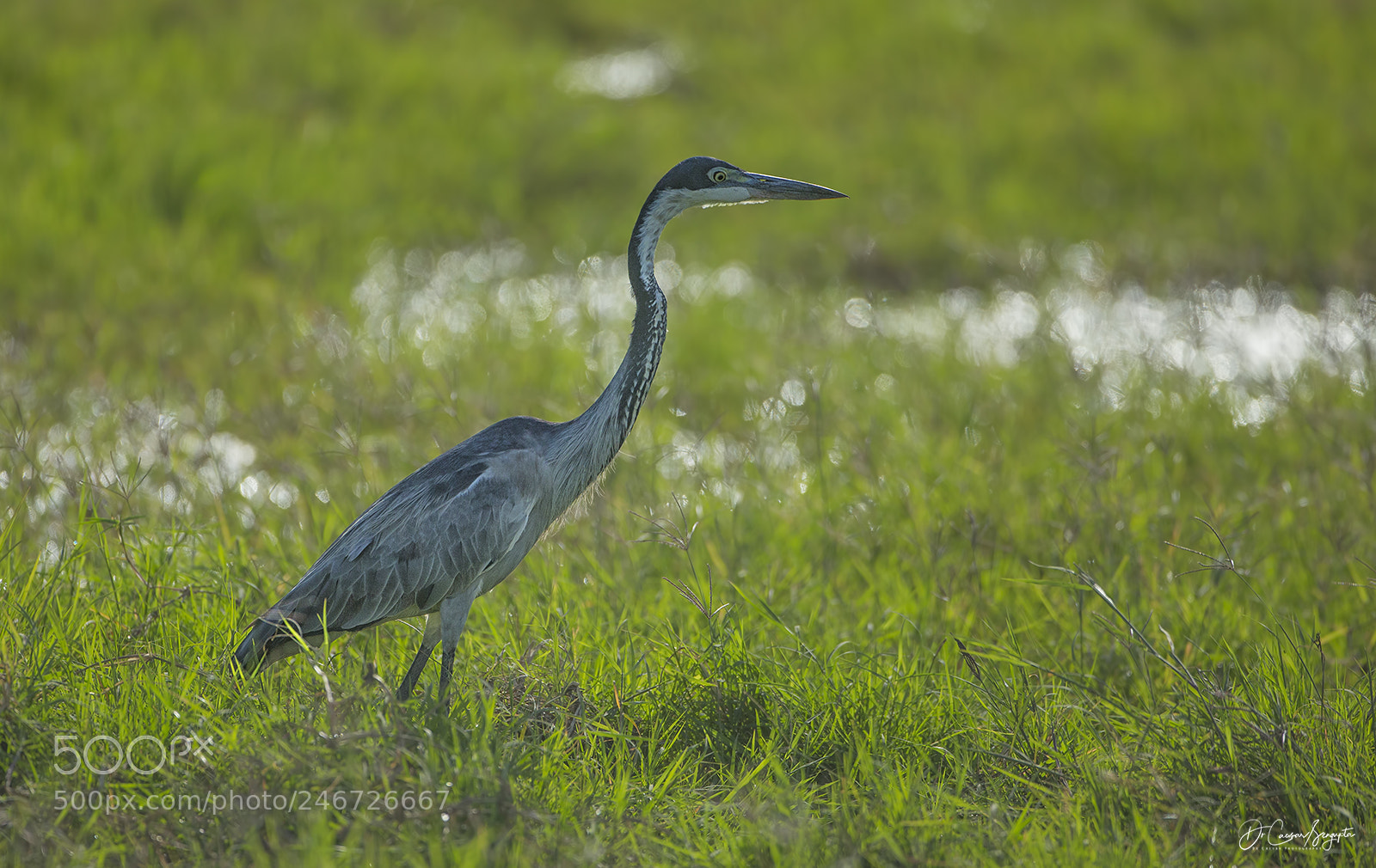Canon EOS-1D X sample photo. Black headed heron photography