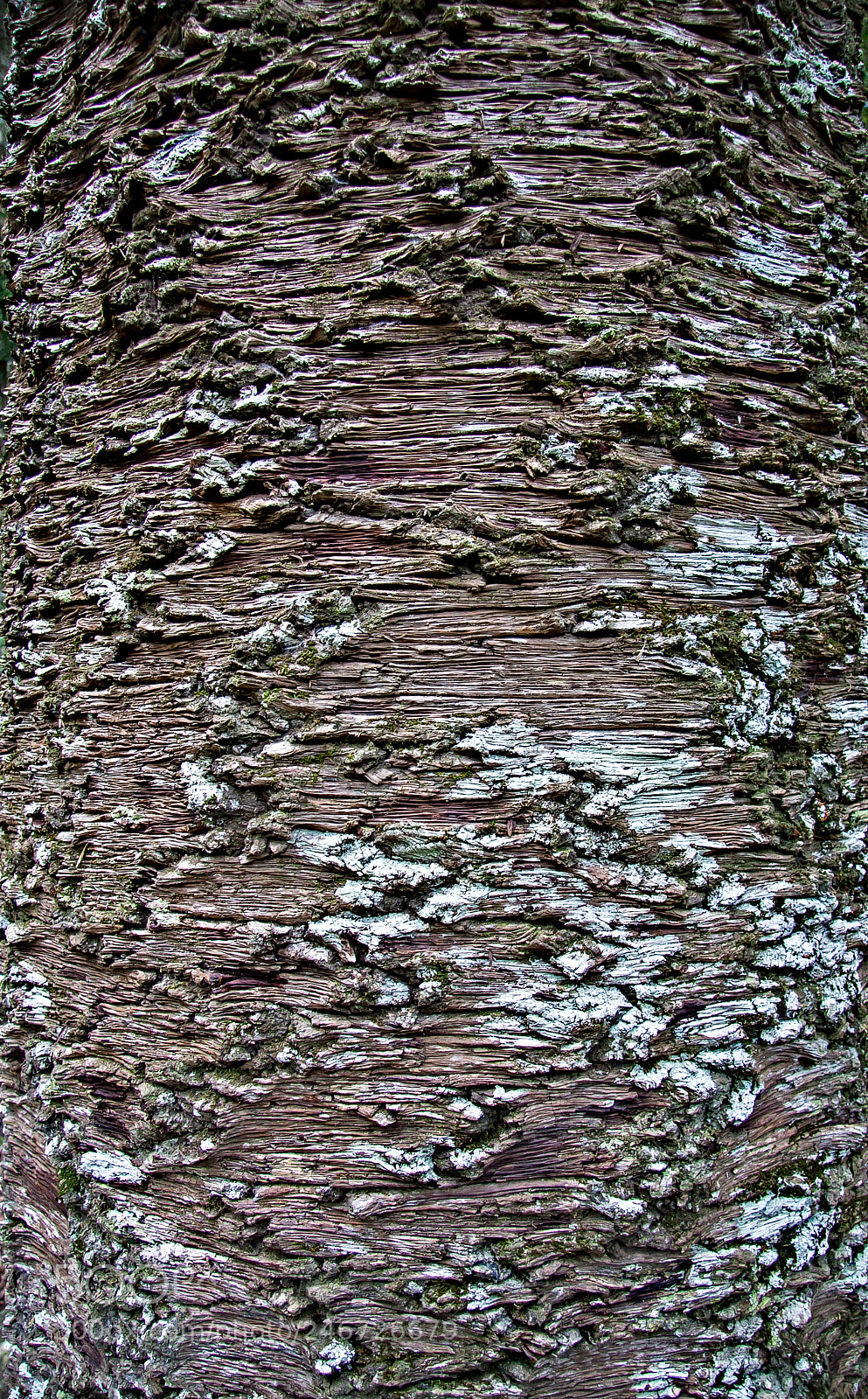 Canon EOS 30D sample photo. Bark of the tree photography
