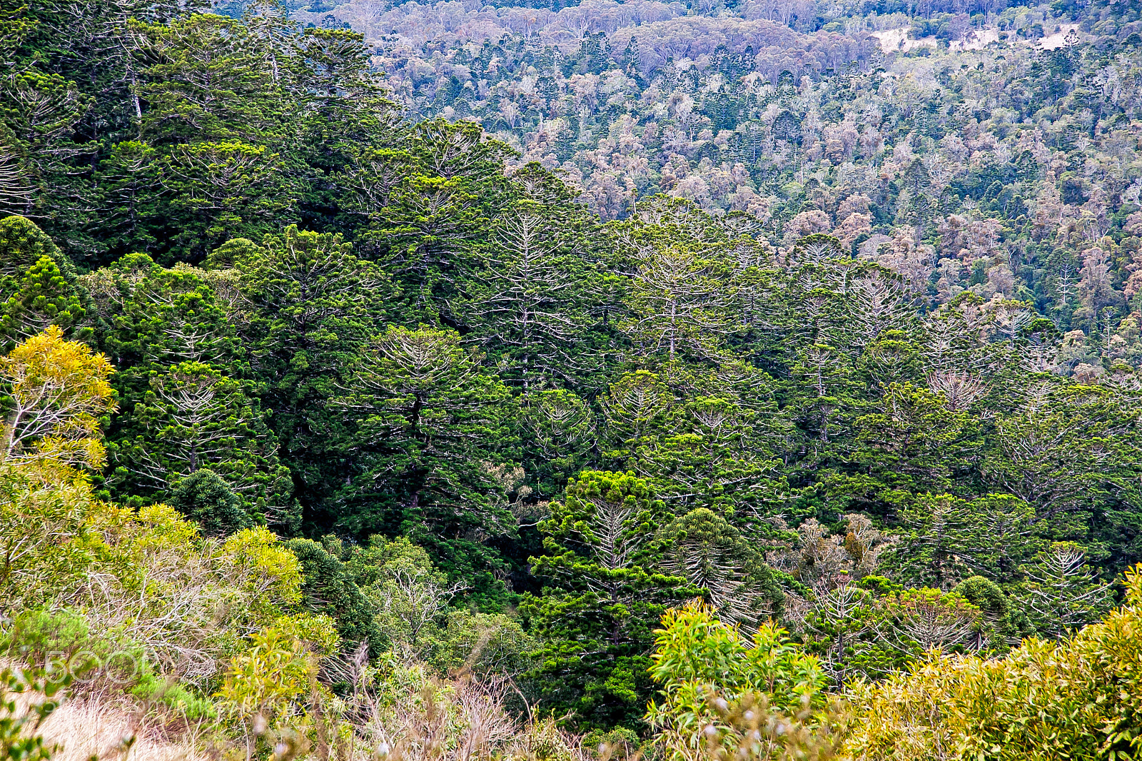 Canon EOS 30D sample photo. Rainforest trees bunya mountain photography