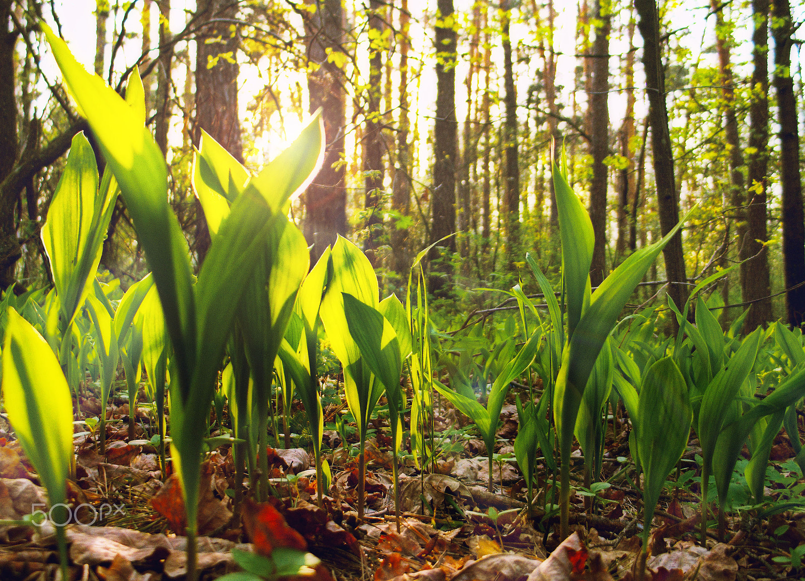 Canon POWERSHOT G6 sample photo. Lily-of-the-valley grow in the forest photography