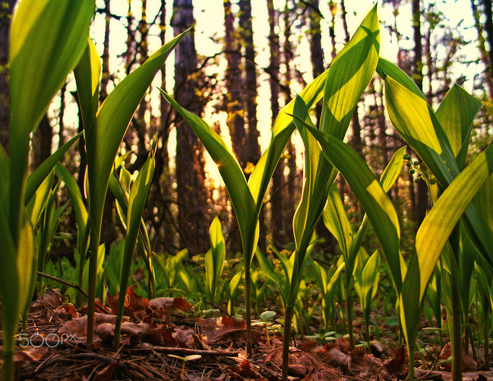 Canon POWERSHOT G6 sample photo. Lily-of-the-valley grow in the forest photography