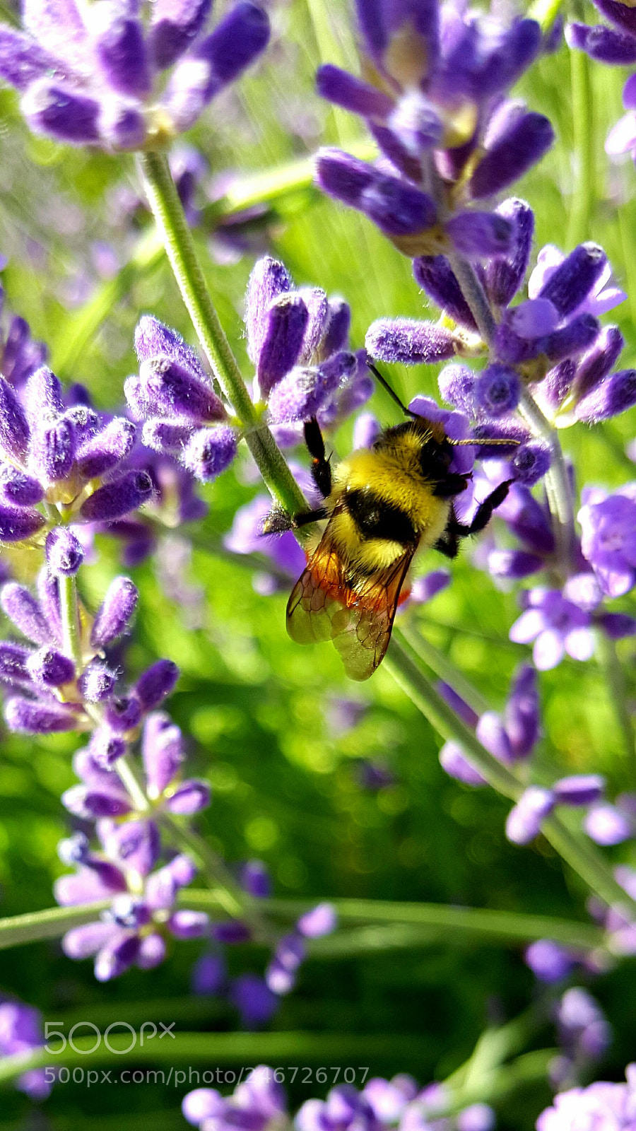 Samsung Galaxy Note5 sample photo. Bumble bee photography