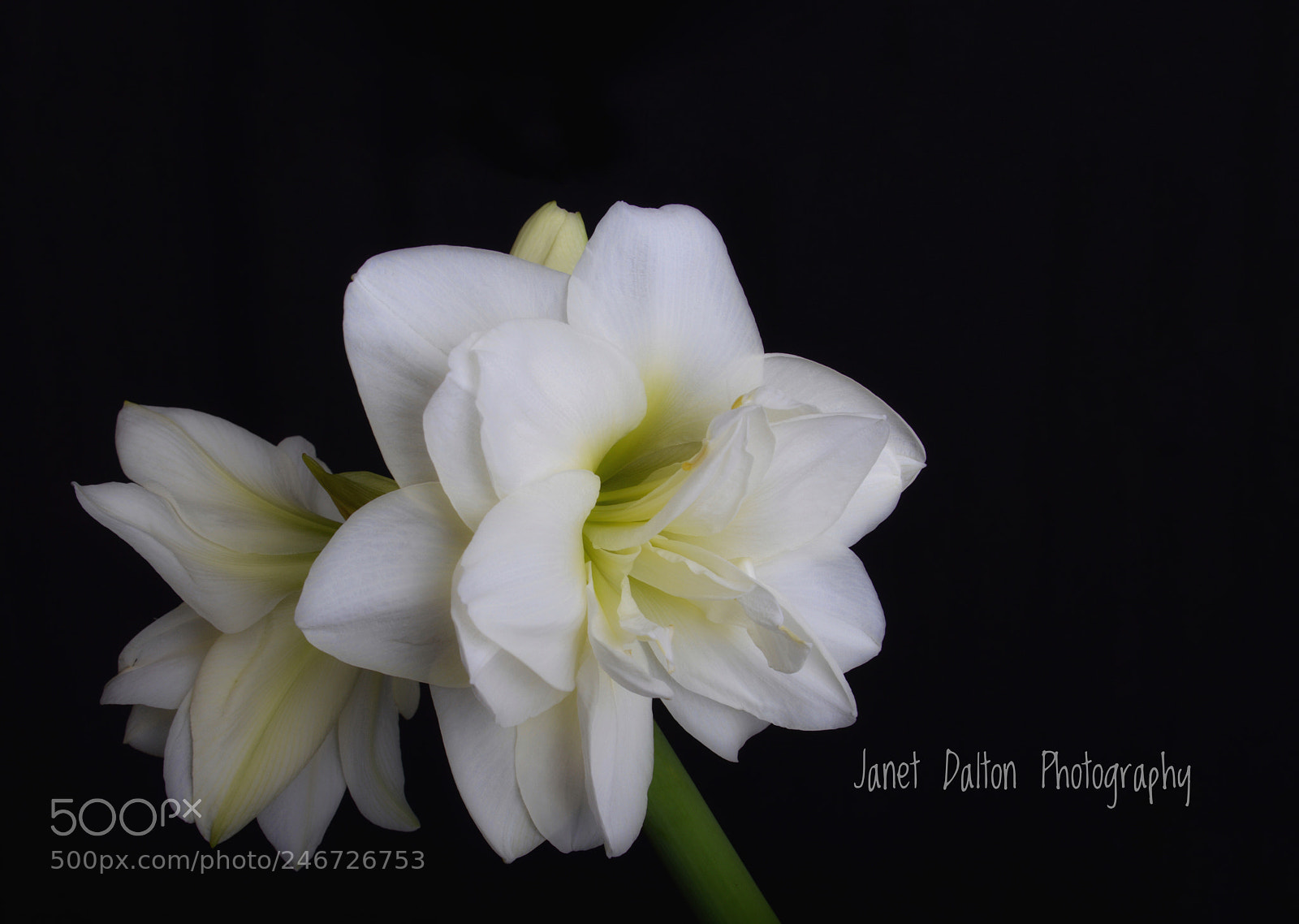 Nikon D3200 sample photo. Supermarket flower photography
