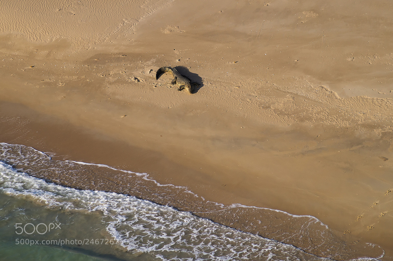 Sony SLT-A57 sample photo. Aerial view, a crocodile photography