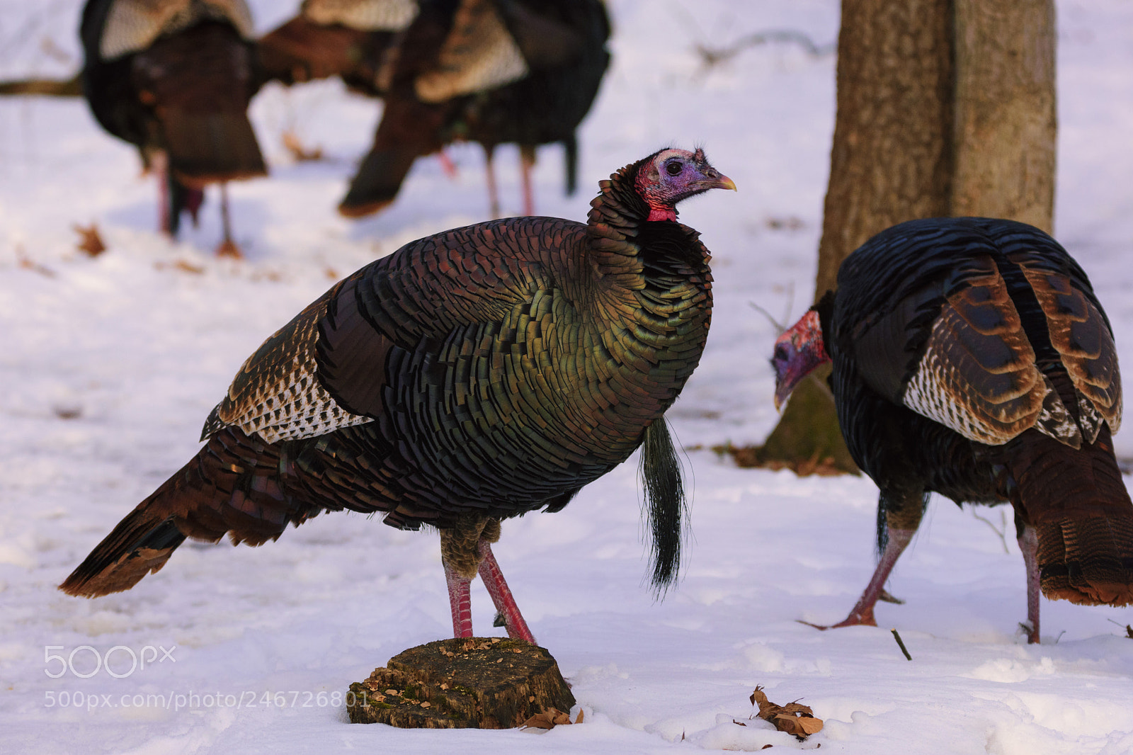 Nikon D7200 sample photo. Turkeys on snow photography