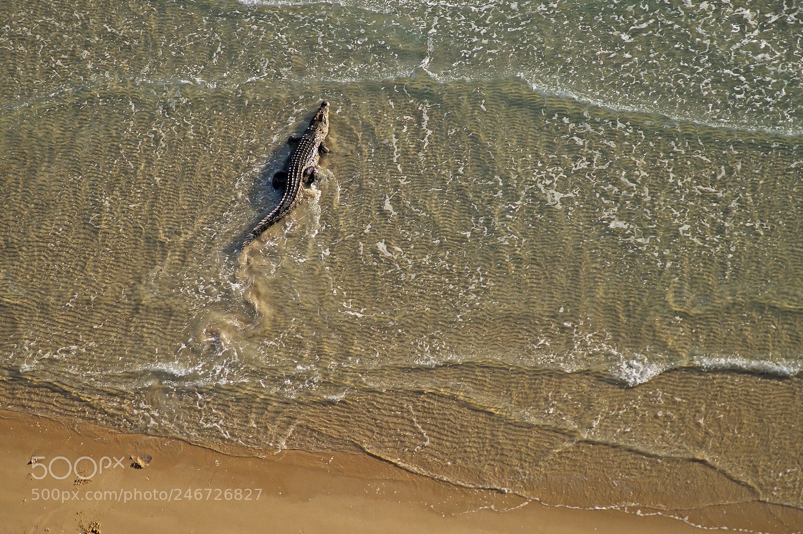 Sony SLT-A57 sample photo. Aerial view, a crocodile photography