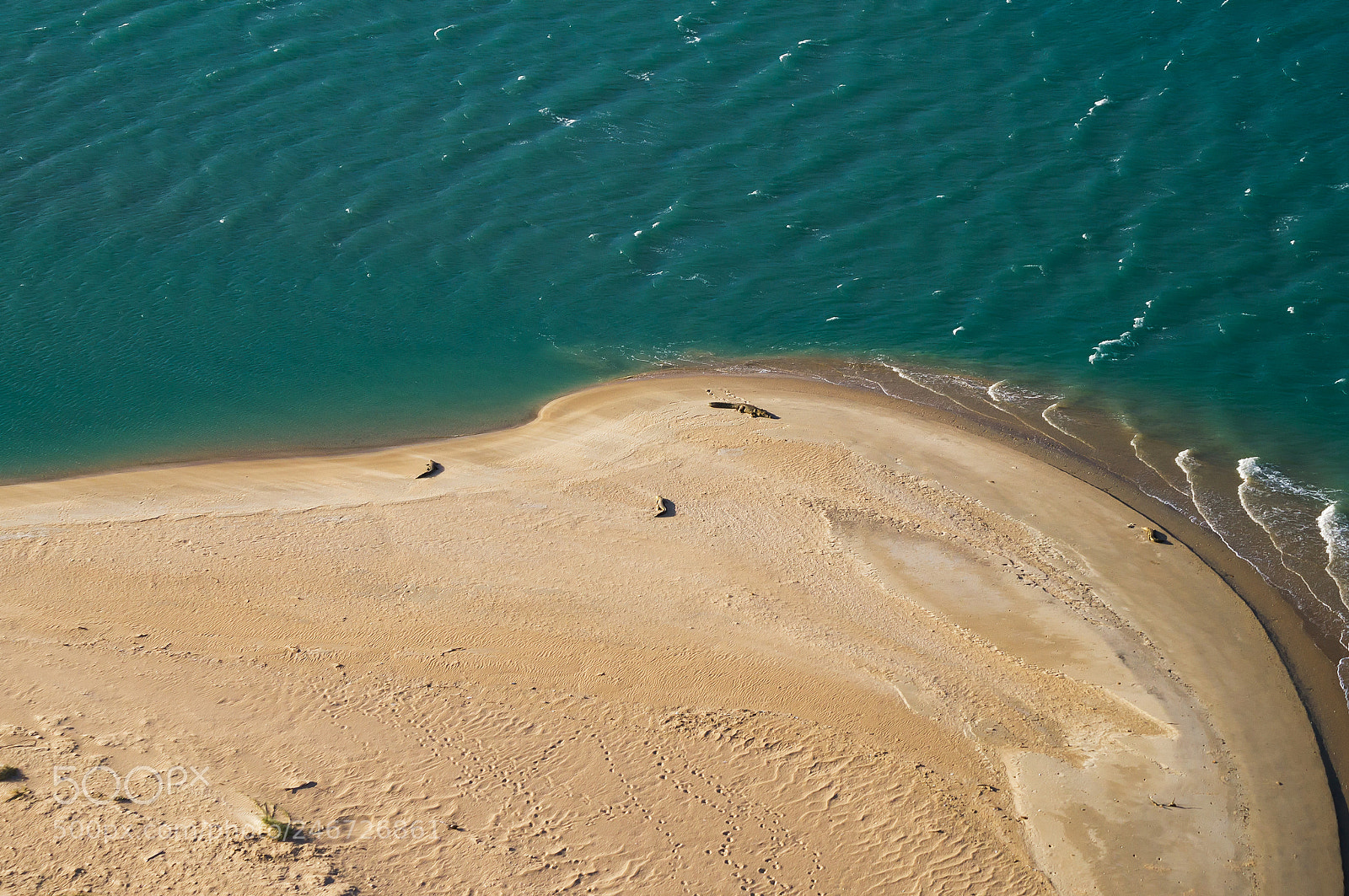 Sony SLT-A57 sample photo. Aerial view, crocodiles are photography