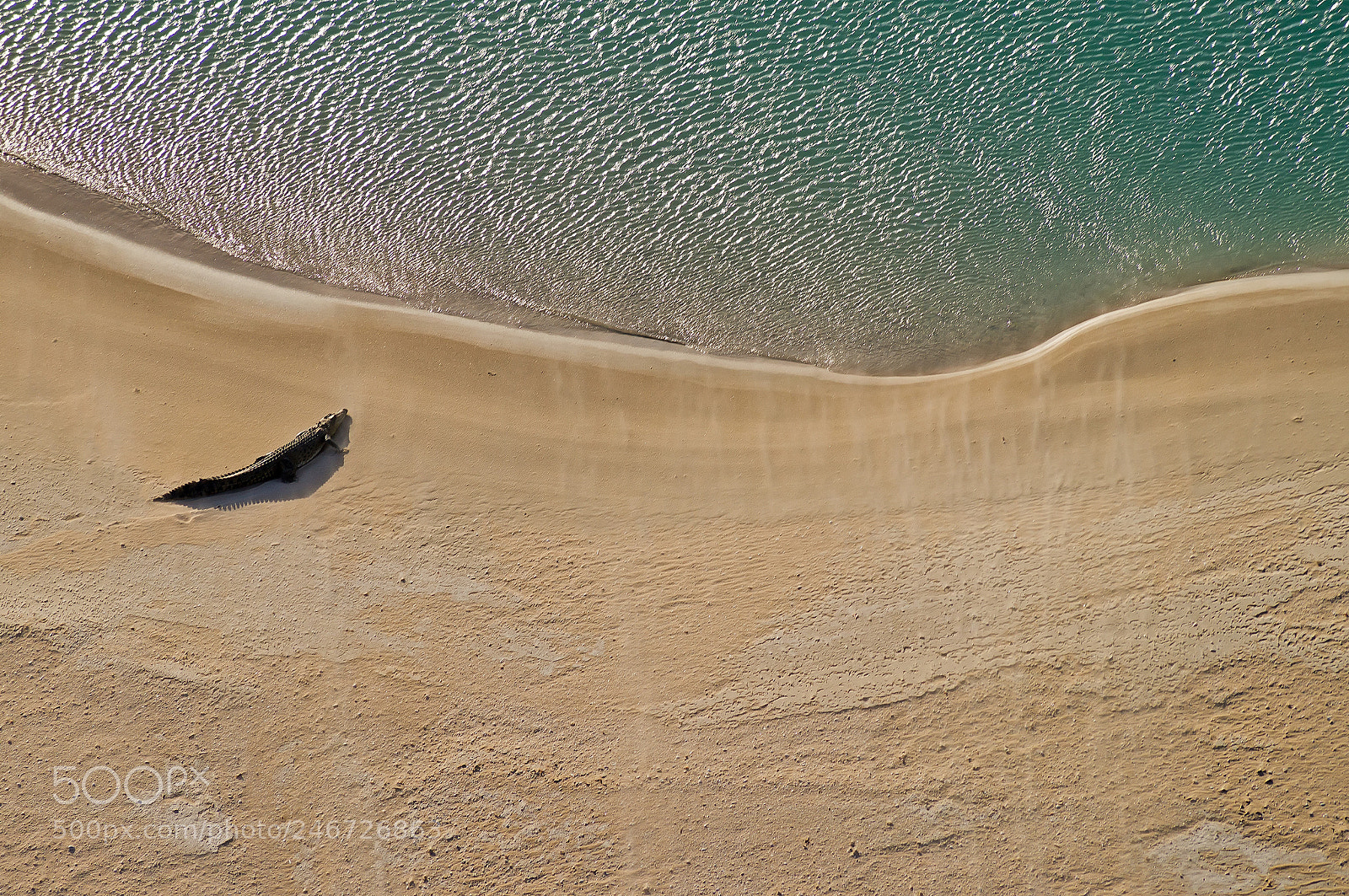 Sony SLT-A57 sample photo. Aerial view, a crocodile photography