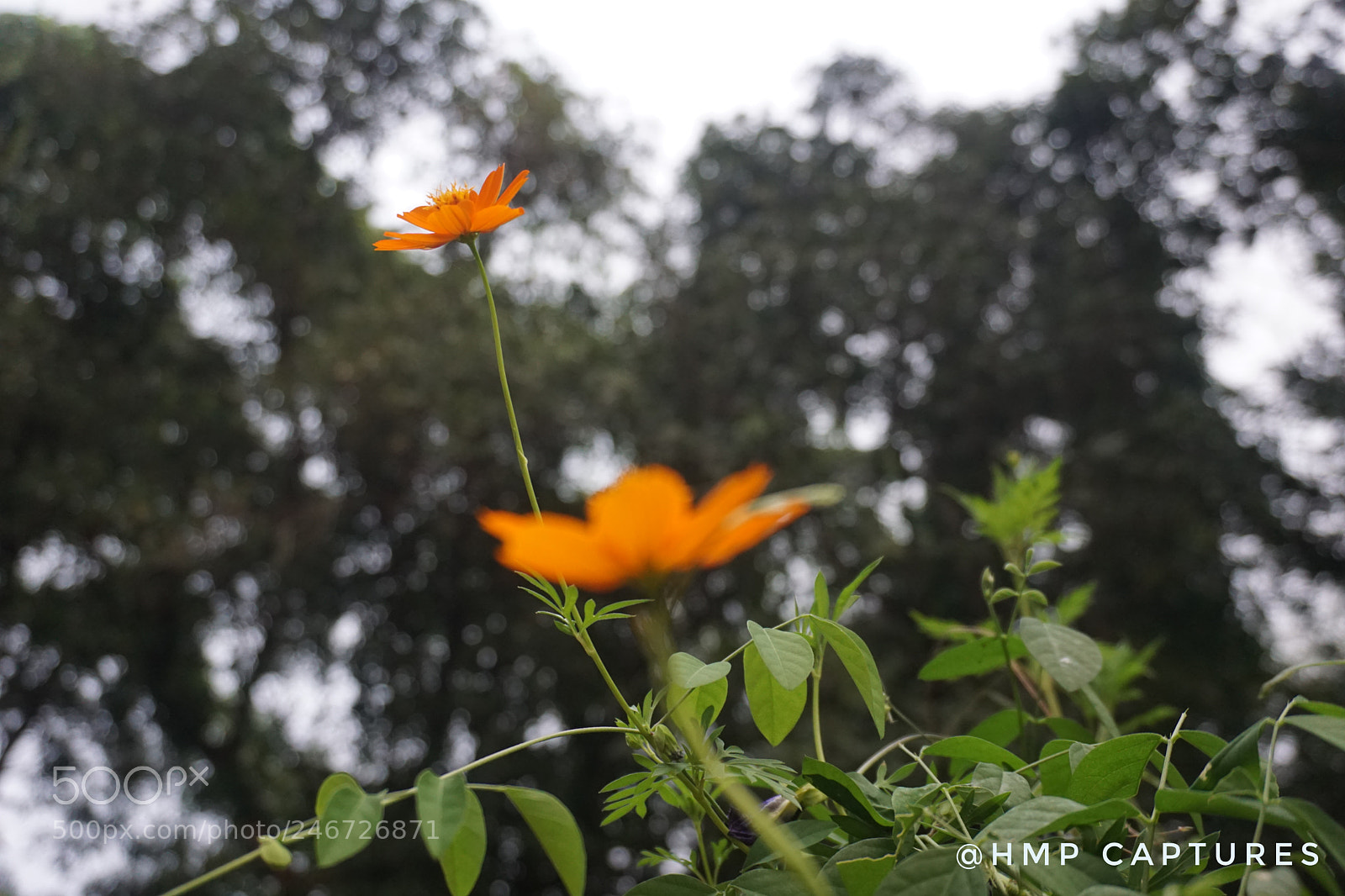 Sony a5100 sample photo. Untitled photography