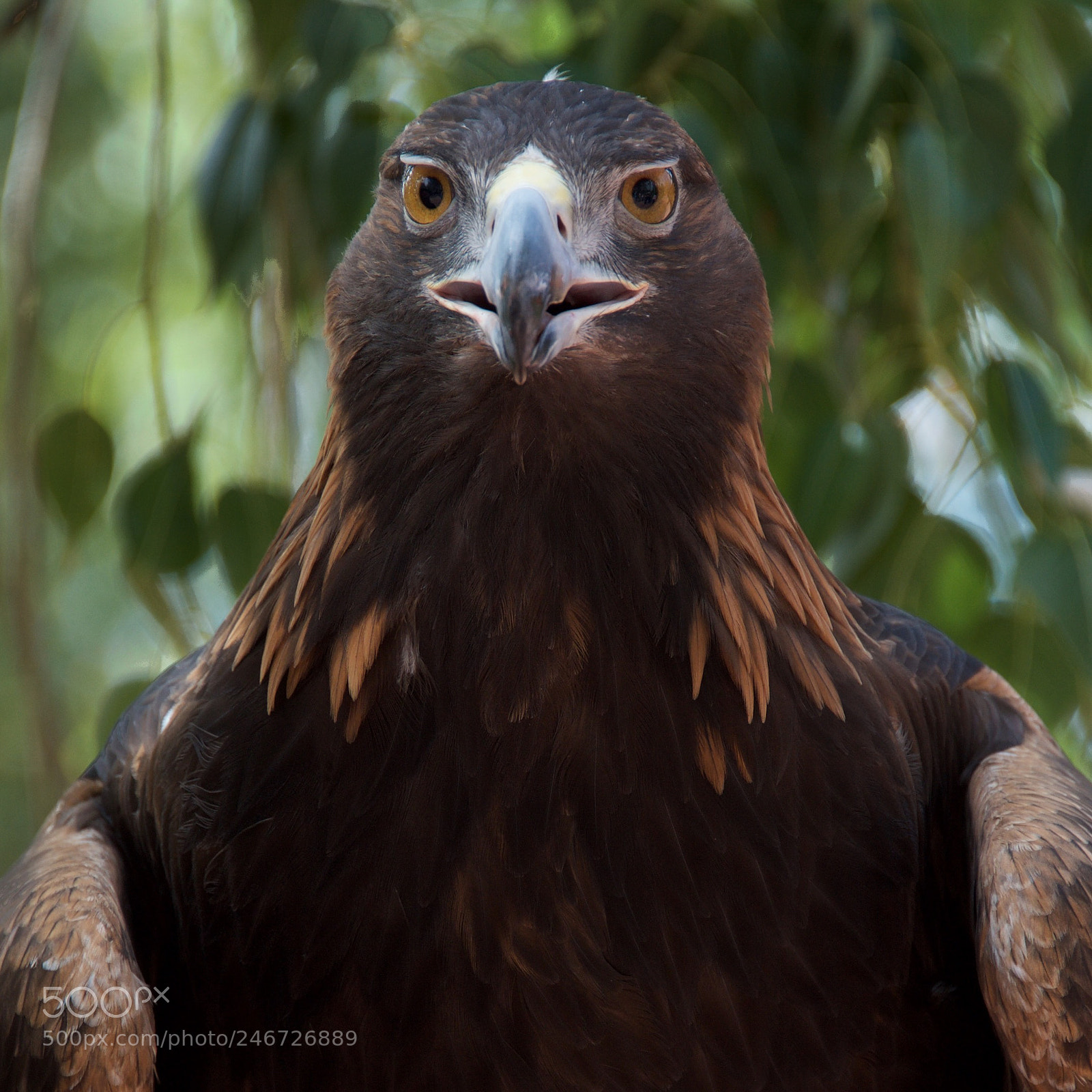 Nikon Df sample photo. Golden eagle, phoenix zoo.  photography