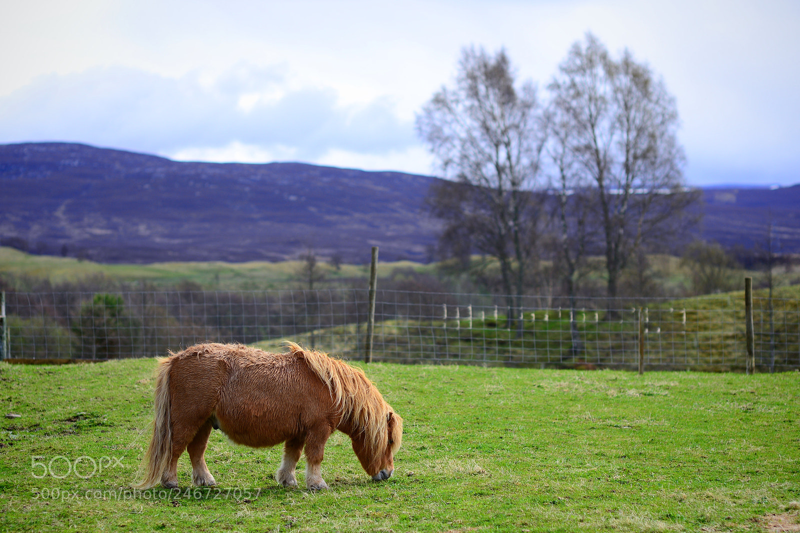Nikon D600 sample photo. Hightland pony photography