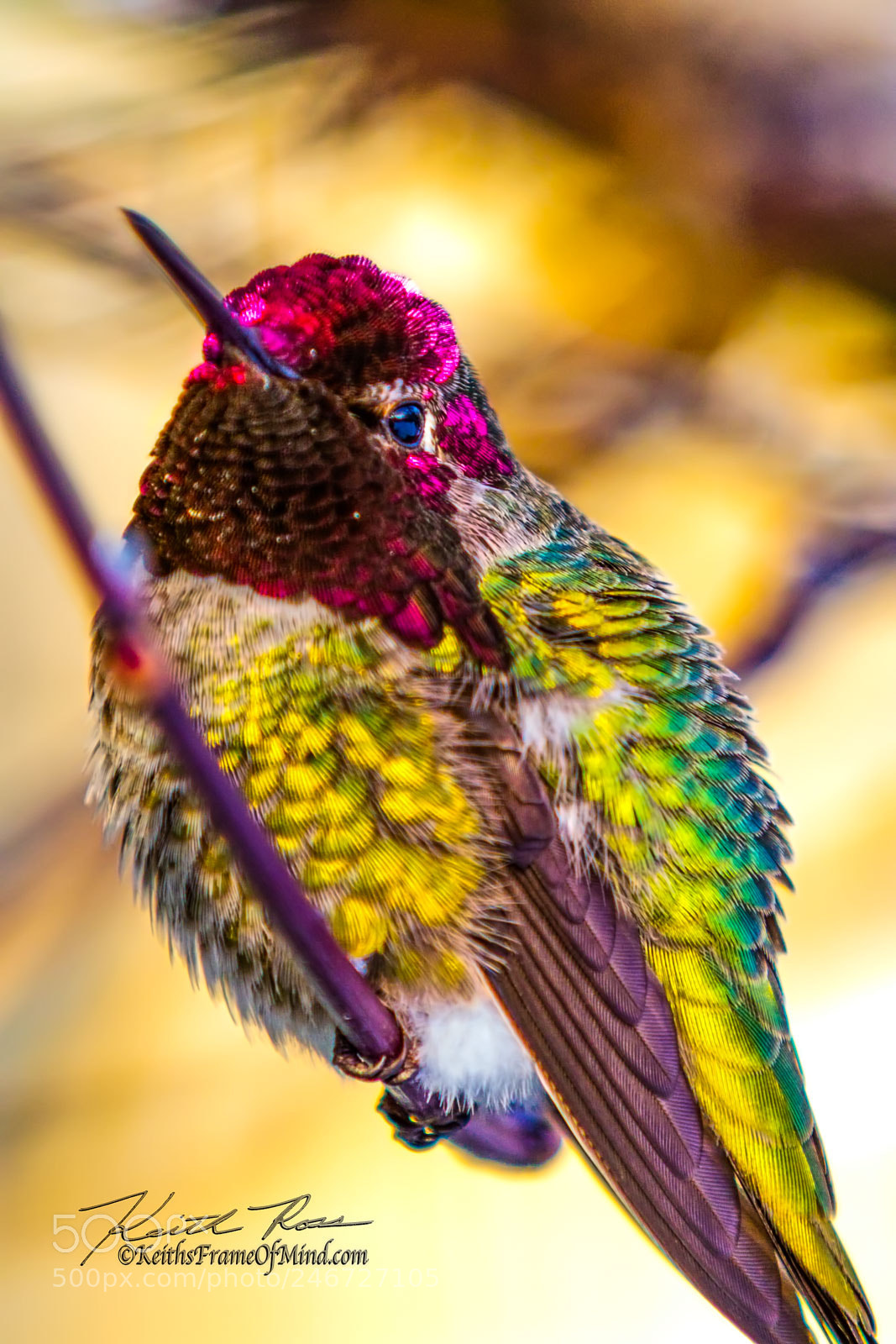 Canon EOS 7D Mark II sample photo. Anna's hummingbird photography