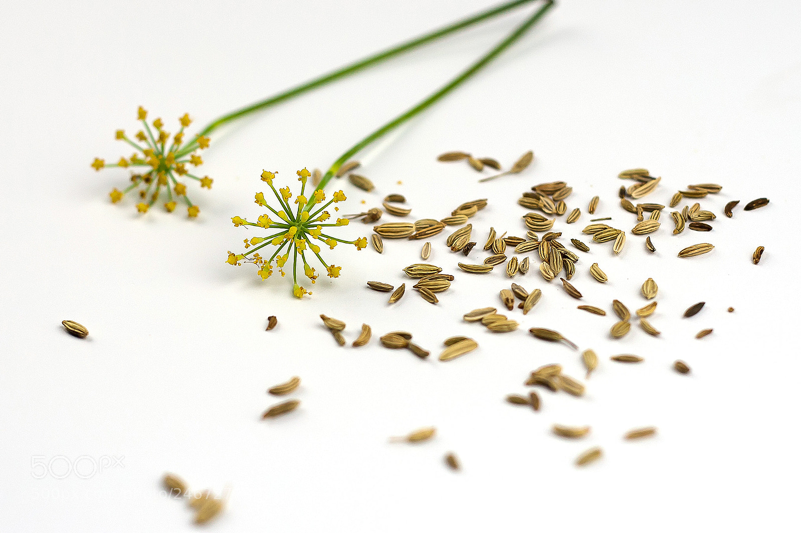 Canon EOS 30D sample photo. Fennel seeds and flowers photography