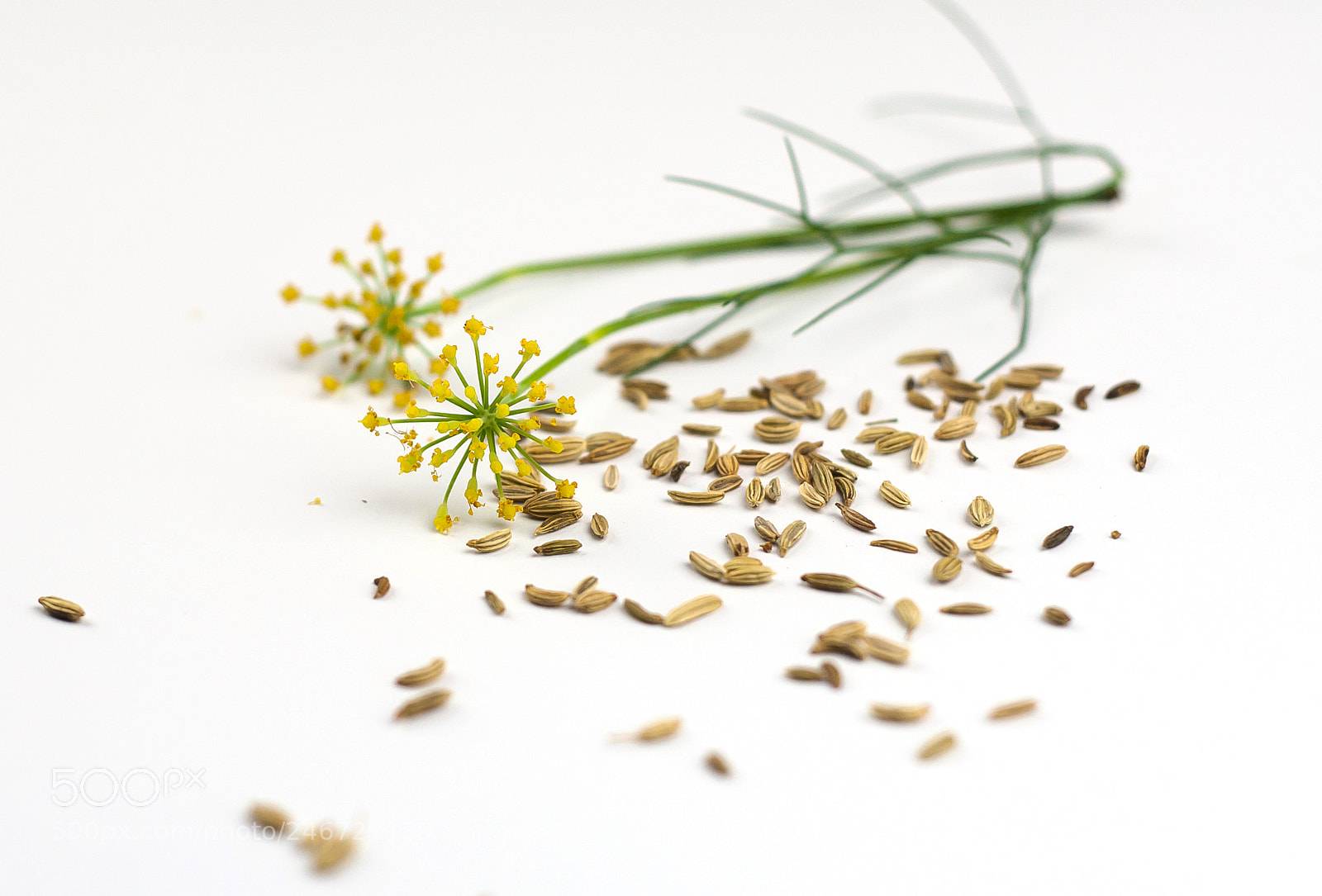 Canon EOS 30D sample photo. Fennel seeds and flowers photography