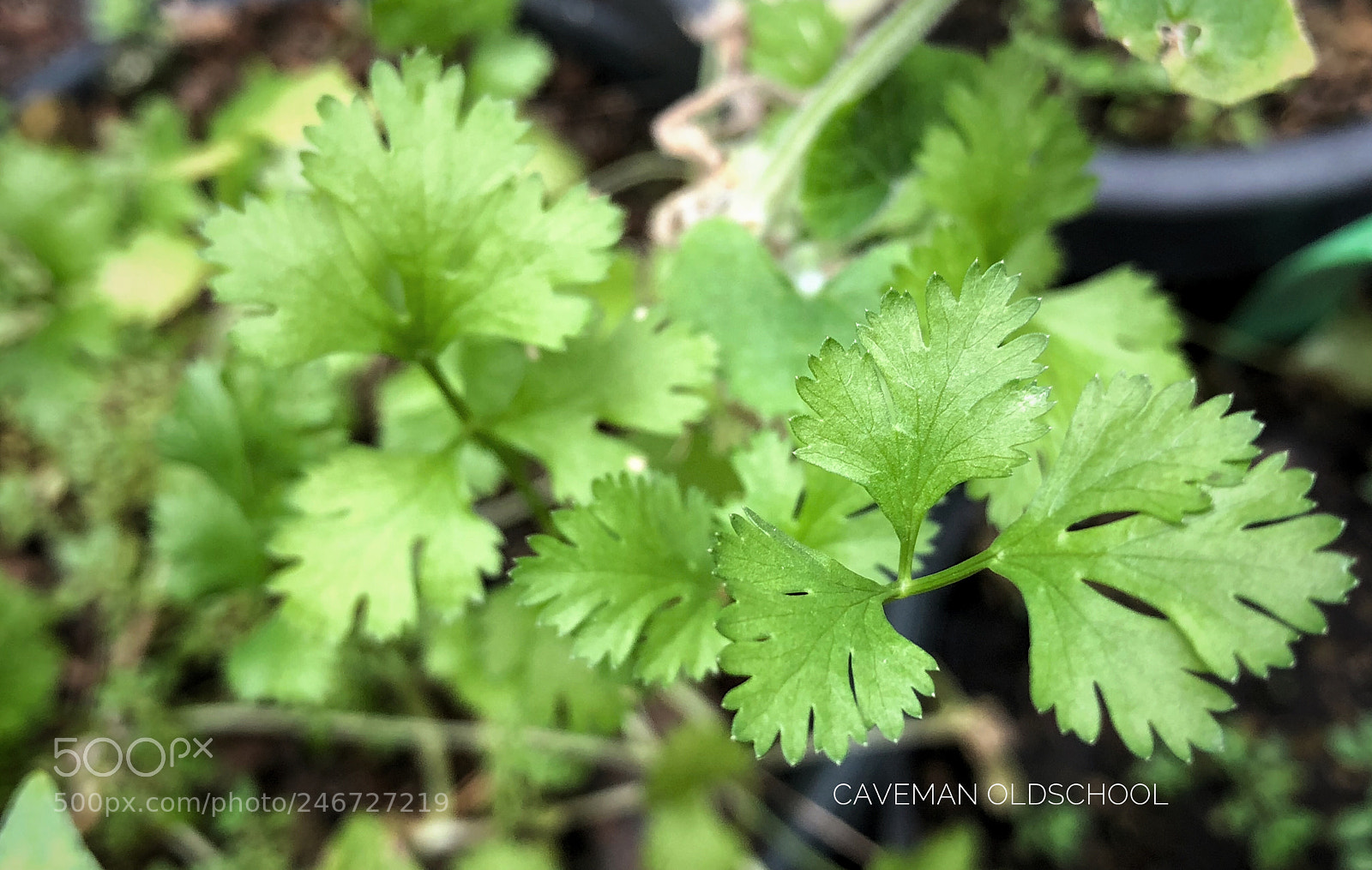 Apple iPhone 8 Plus sample photo. Coriander chinese parsley photography