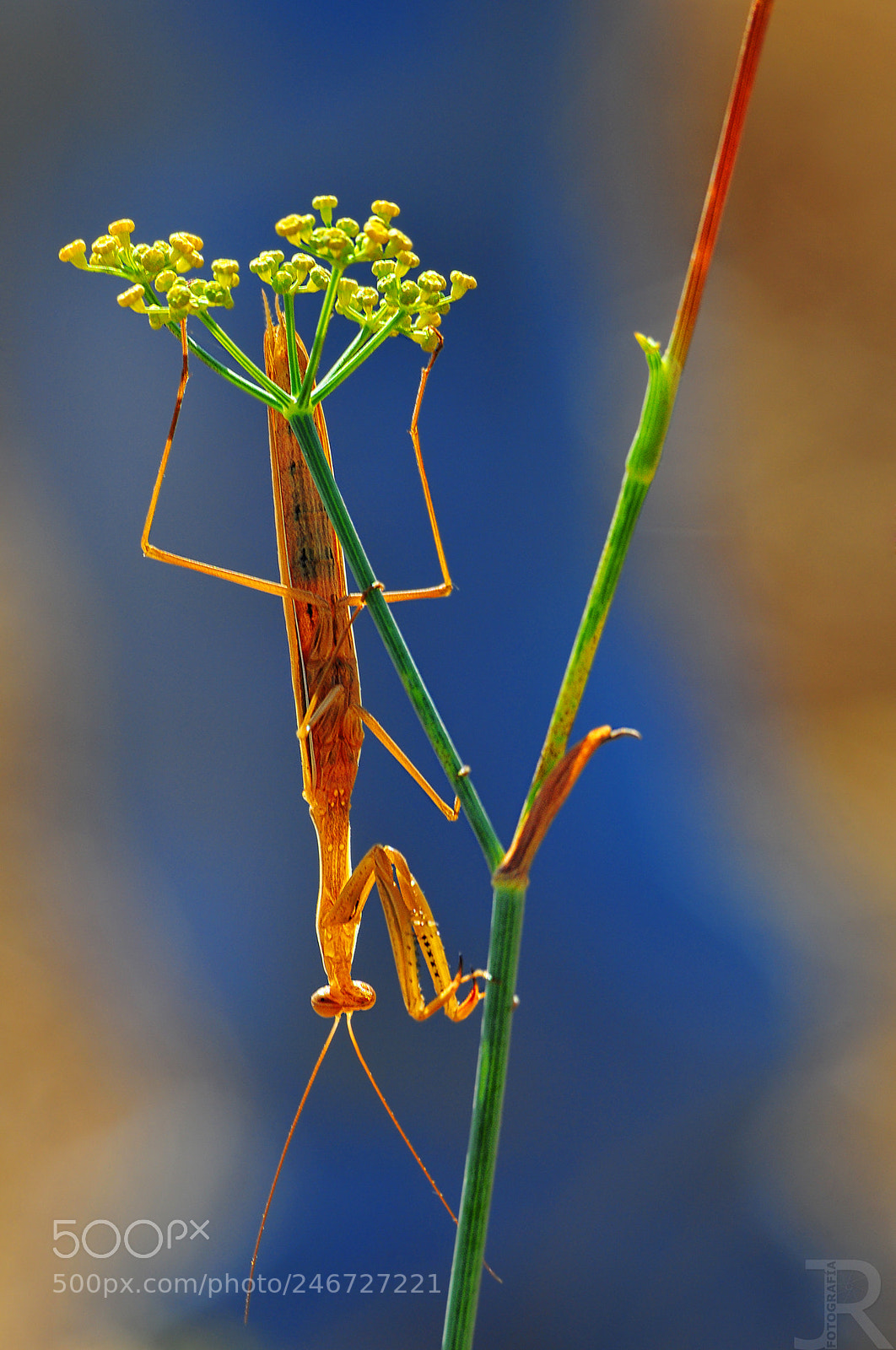 Nikon D300S sample photo. Mantis photography