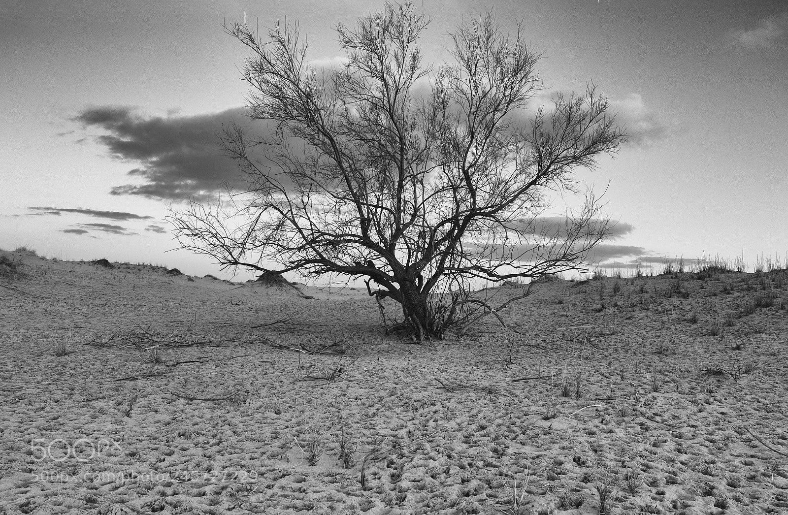 Fujifilm X-A1 sample photo. Sheep footprints photography