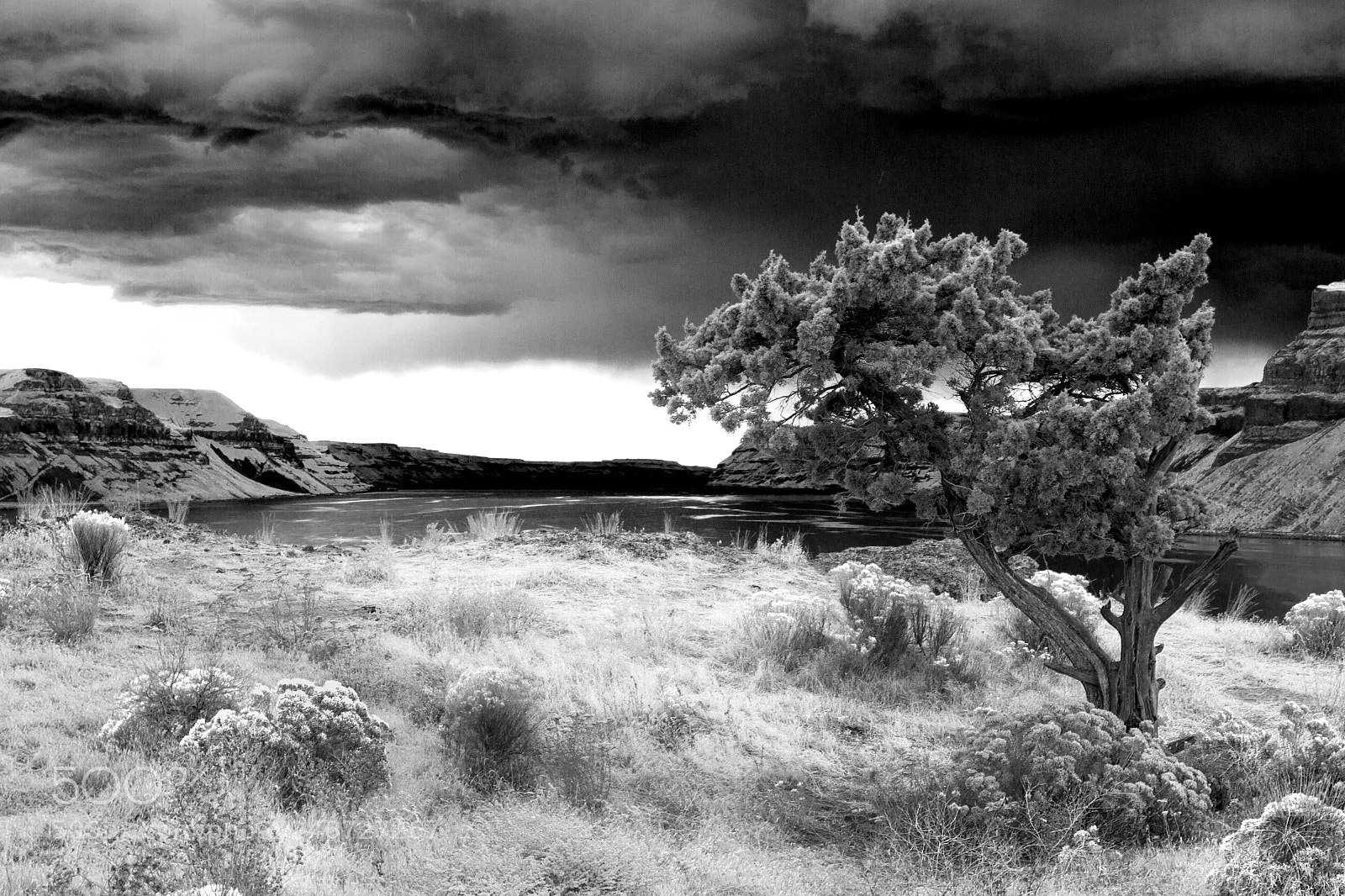 Canon EOS 7D sample photo. Tree photography