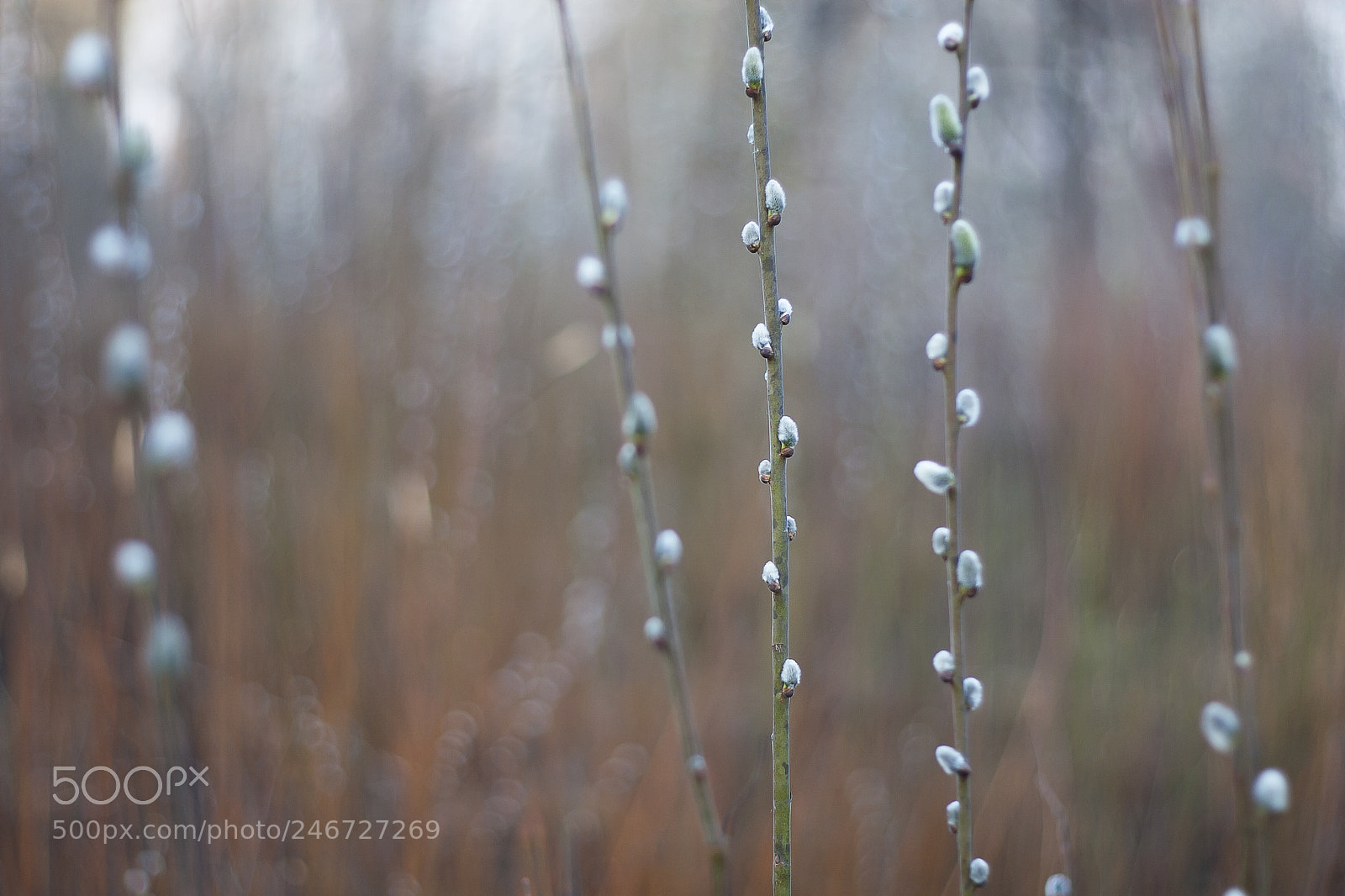 Canon EOS 30D sample photo. Pussy willow flowers in photography