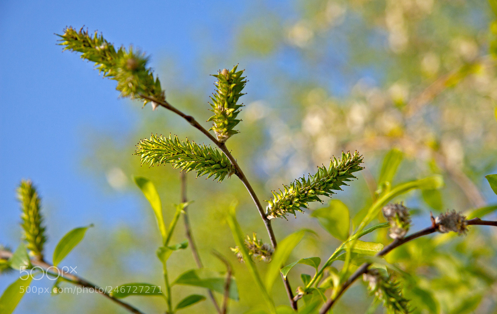 Canon EOS 30D sample photo. New growth in spring photography