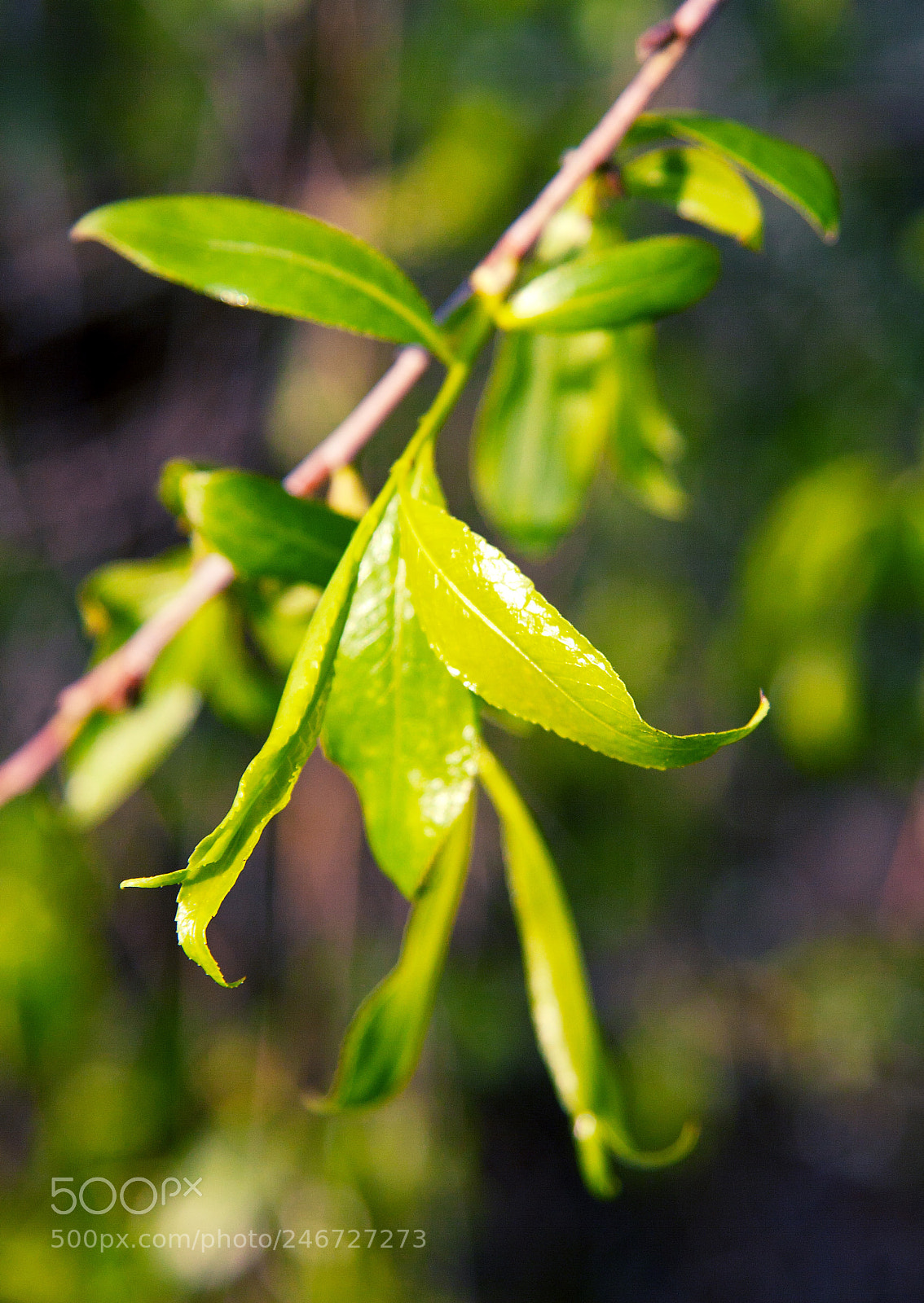 Canon EOS 30D sample photo. New growth in spring photography