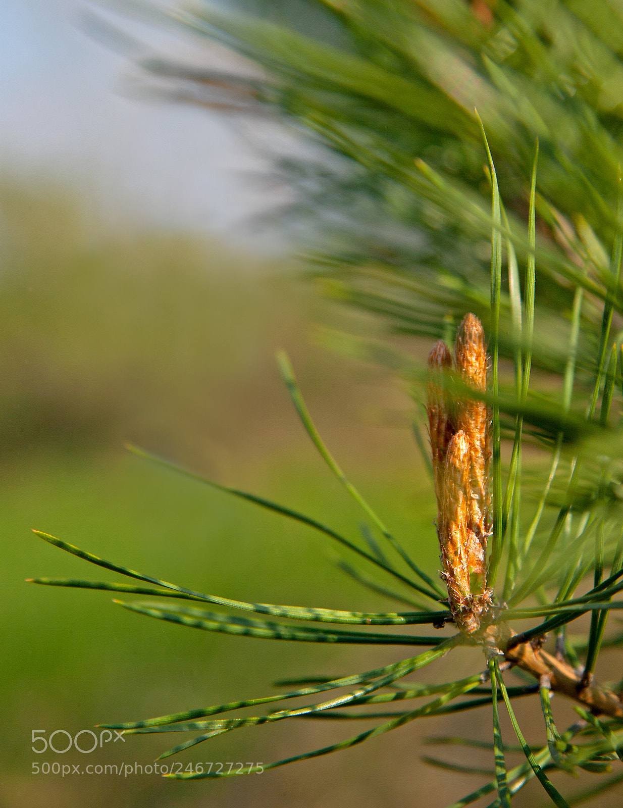 Canon EOS 30D sample photo. New growth pine cone photography