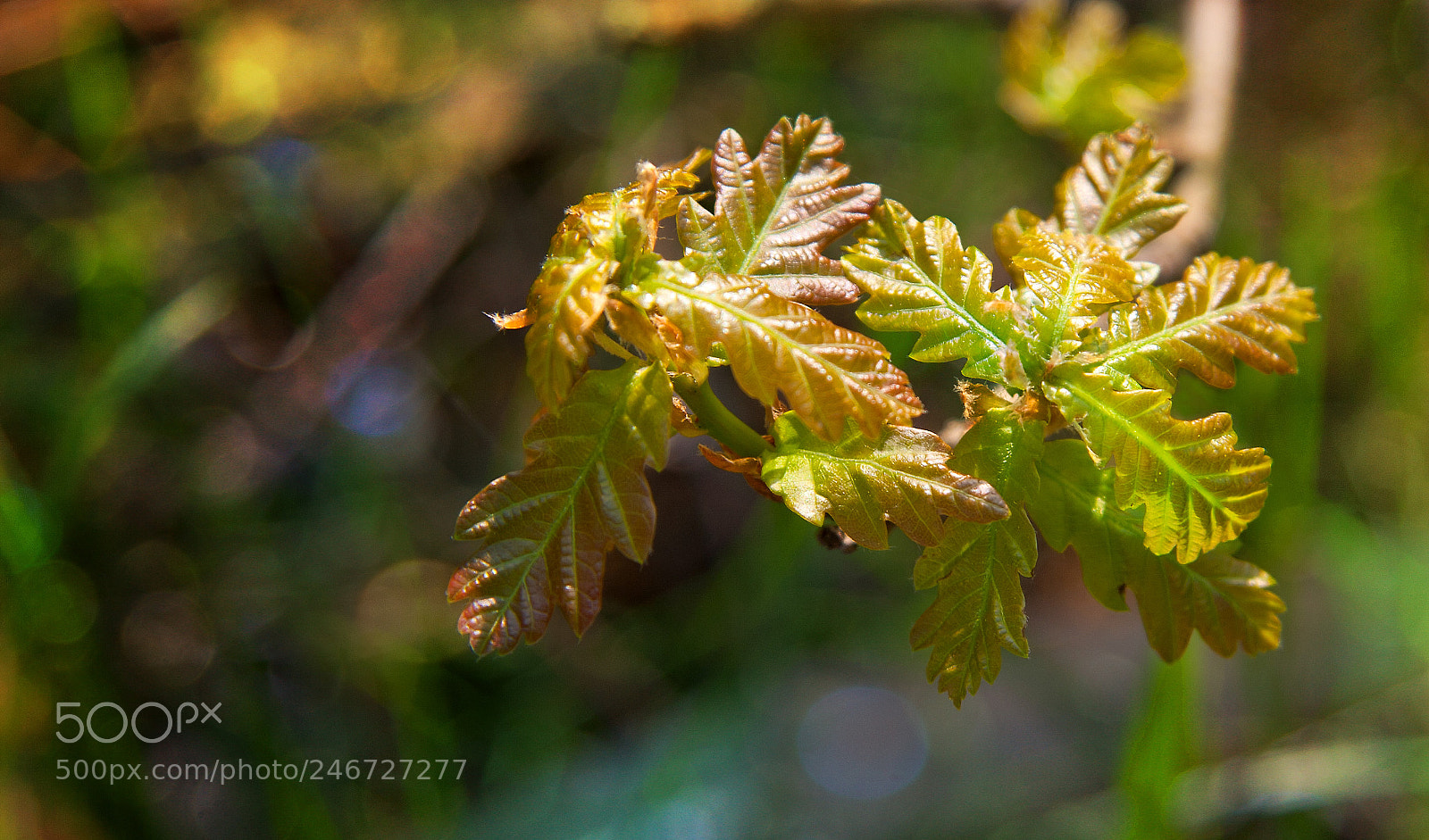 Canon EOS 30D sample photo. New growth in spring photography