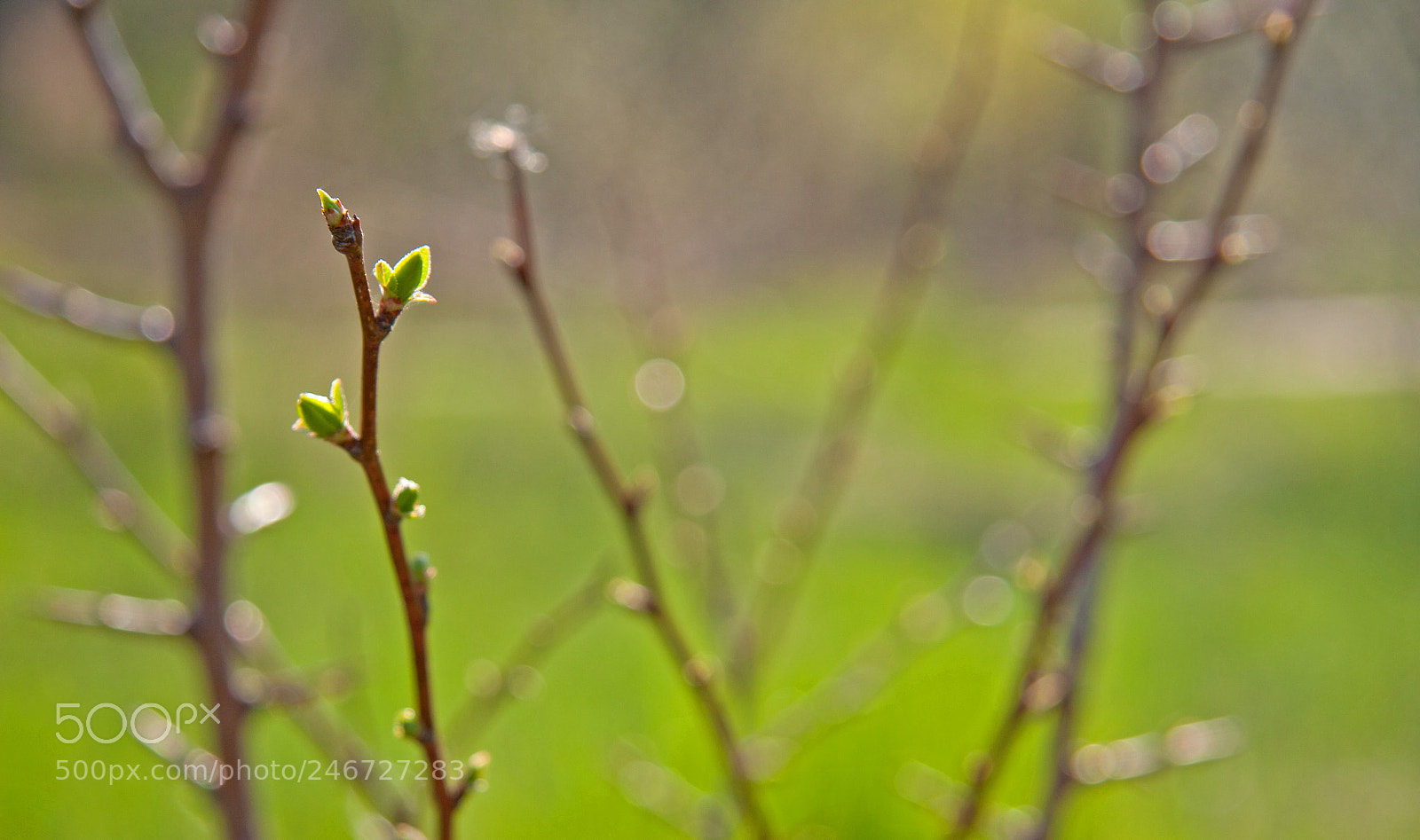 Canon EOS 30D sample photo. New growth in spring photography