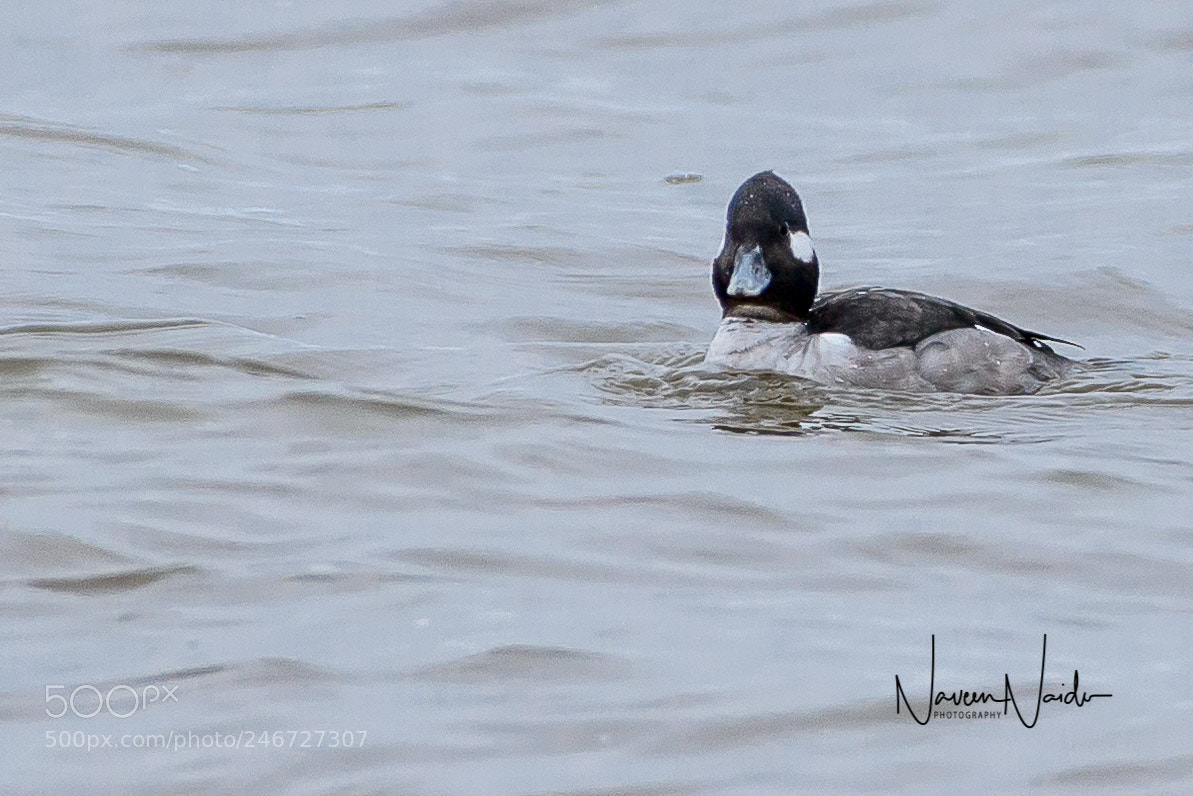 Nikon D800 sample photo. Female buffleheads photography