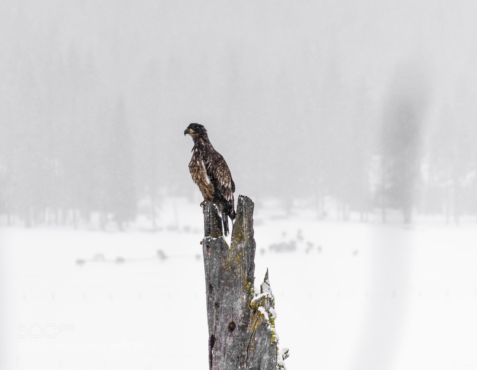Nikon D5600 sample photo. Perched hawk photography