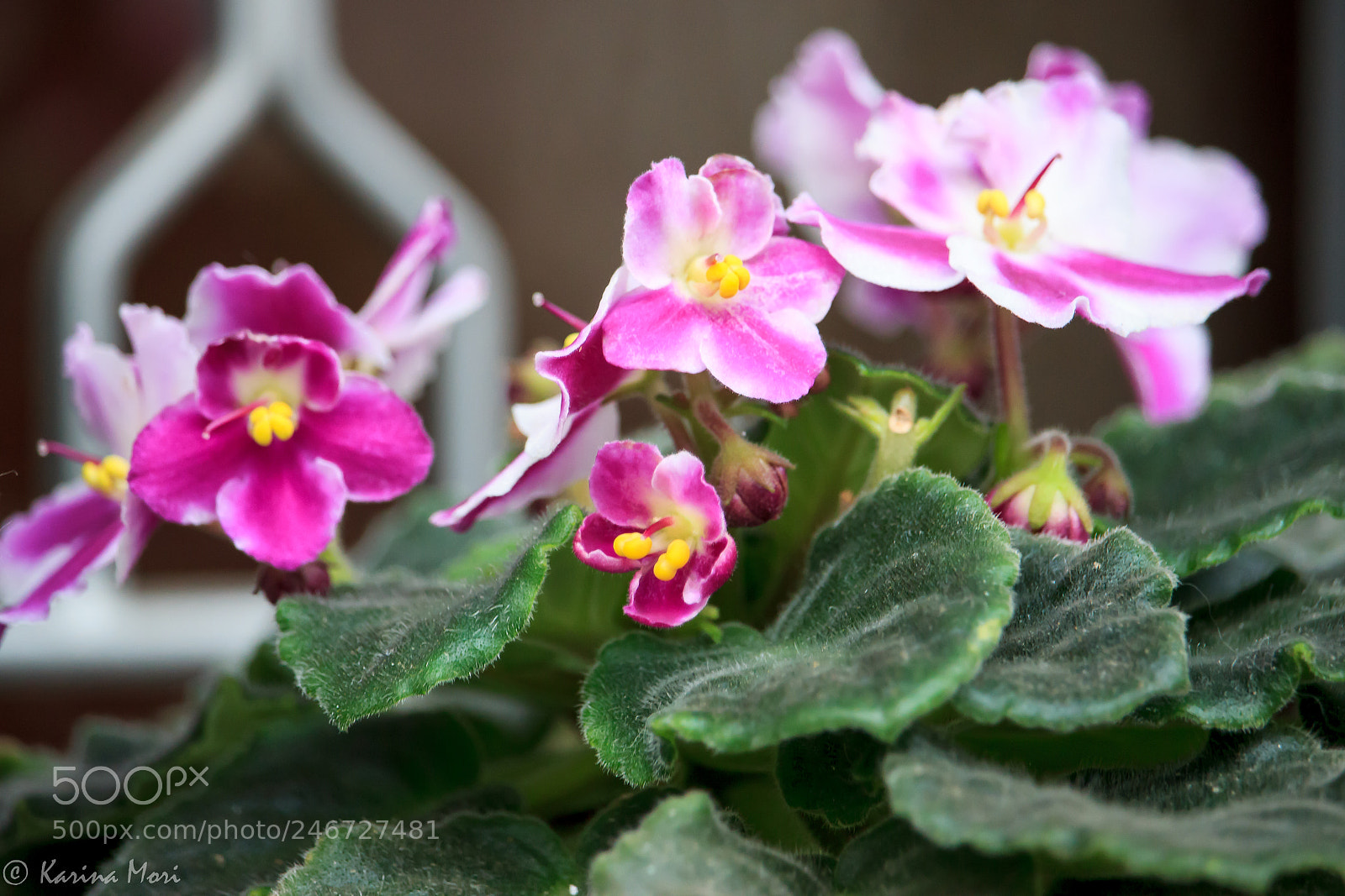 Canon EOS 600D (Rebel EOS T3i / EOS Kiss X5) sample photo. Violets photography