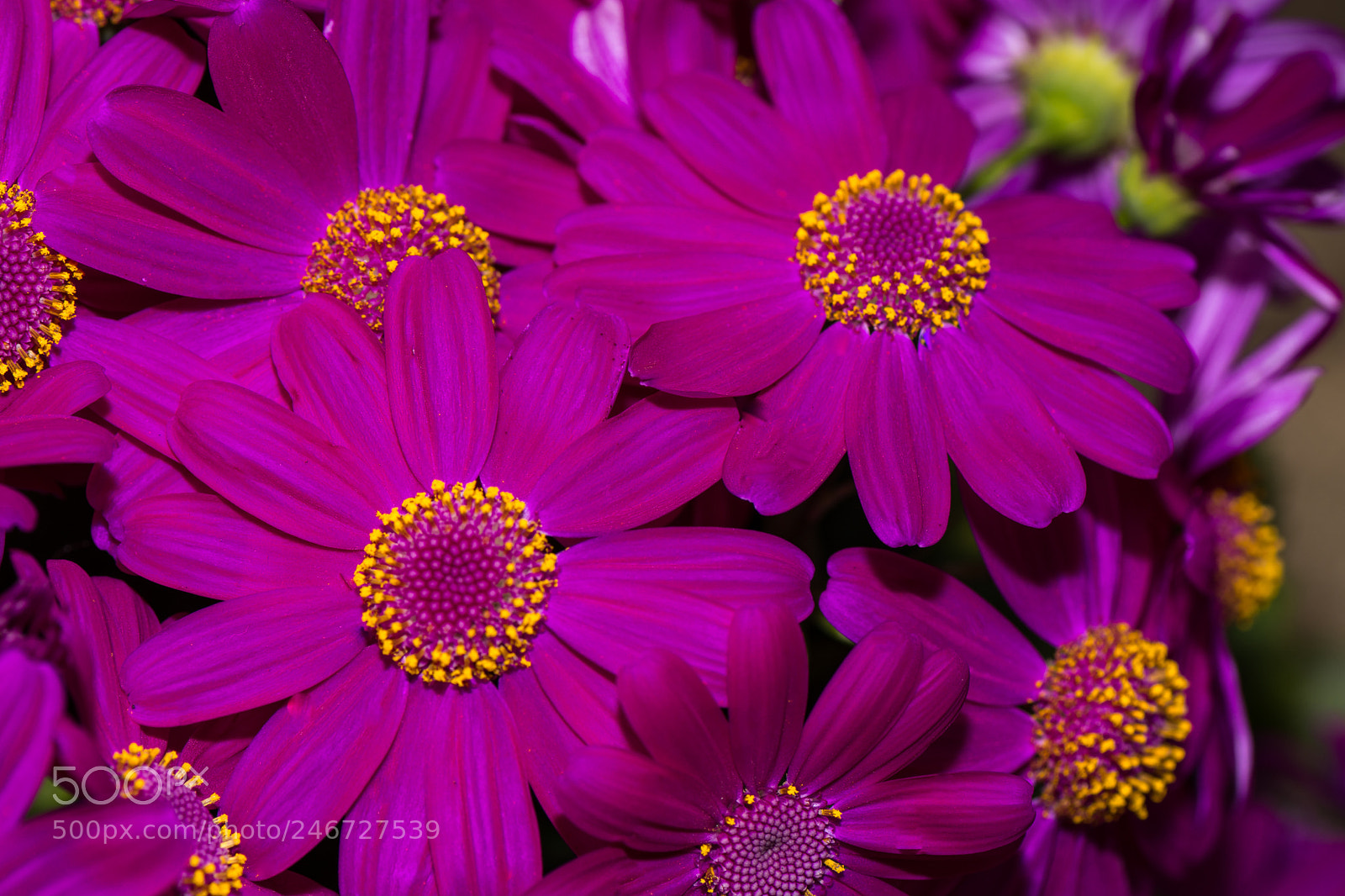 Nikon D7100 sample photo. Daisy photography